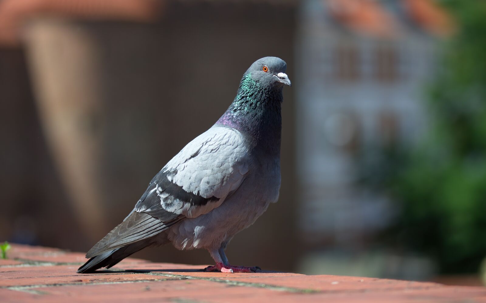 Nikon D5100 sample photo. Bird, pigeon, plumage photography