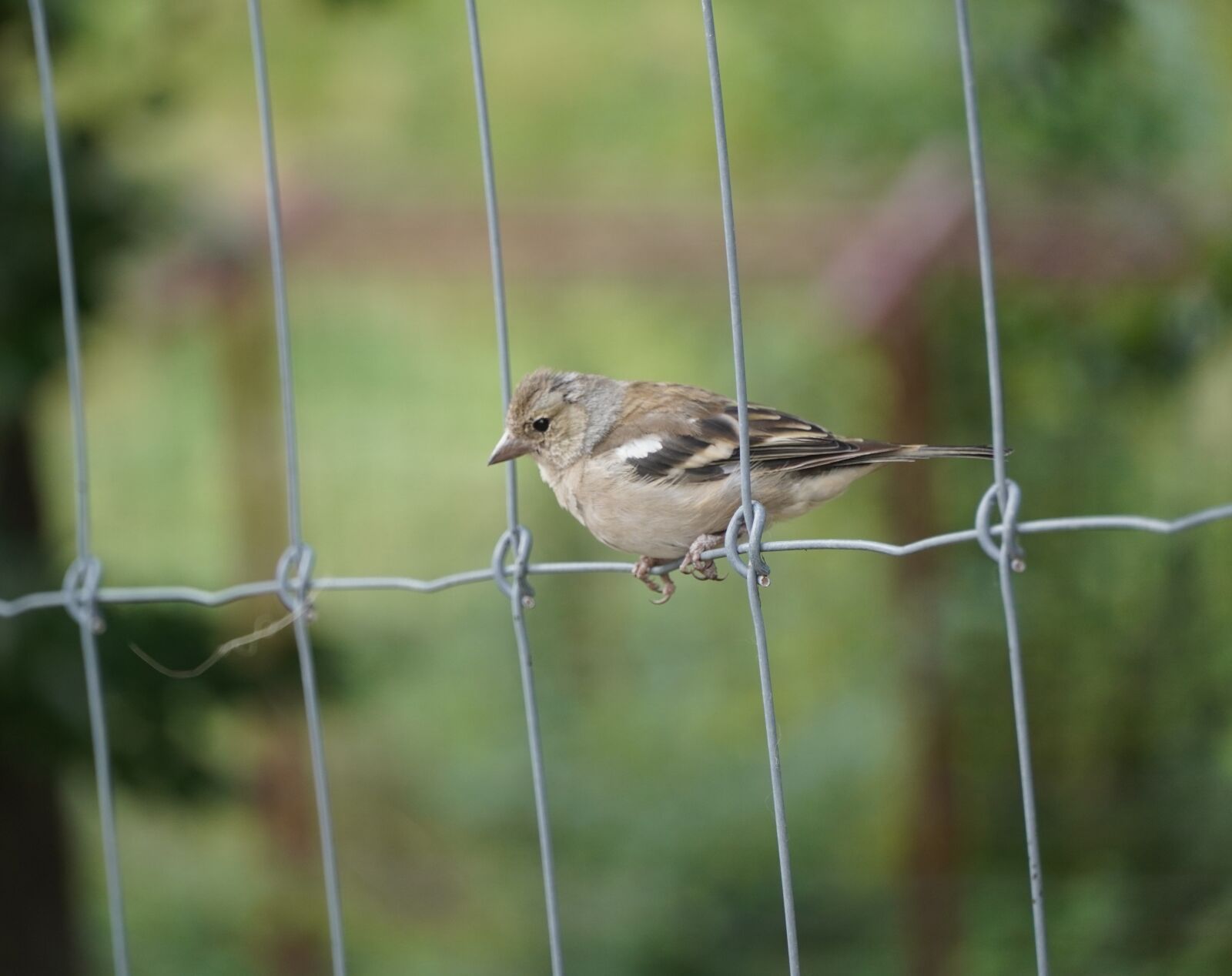 Sony a6400 sample photo. Bird, robin, beak photography