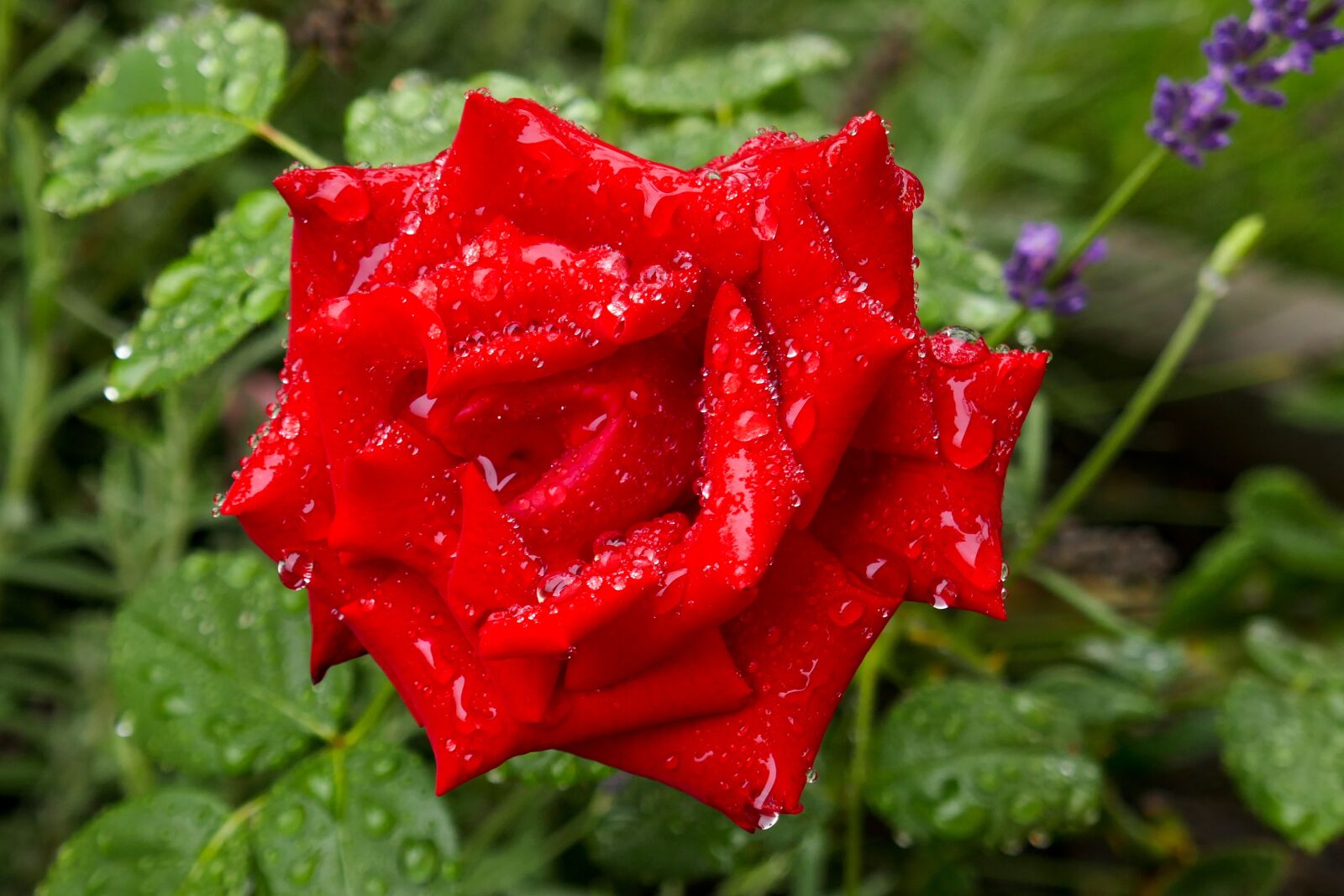 Panasonic DMC-TZ101 sample photo. Blume, rote rose, regen photography