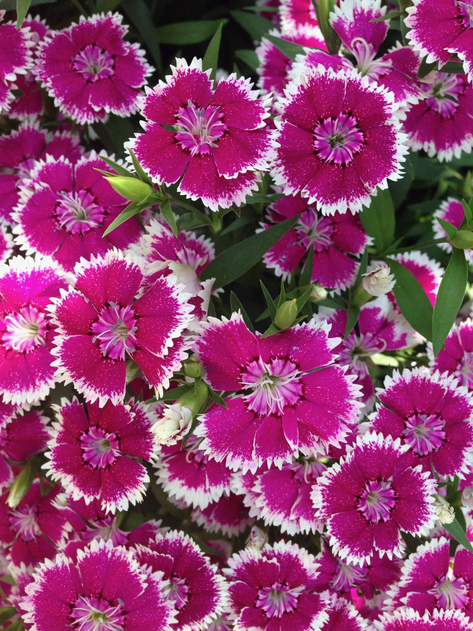 iPhone 5 back camera 4.12mm f/2.4 sample photo. Flowers, dianthus, garden photography