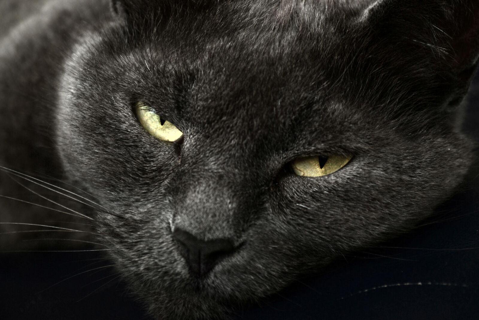 Nikon D3100 sample photo. British, gray, cat photography