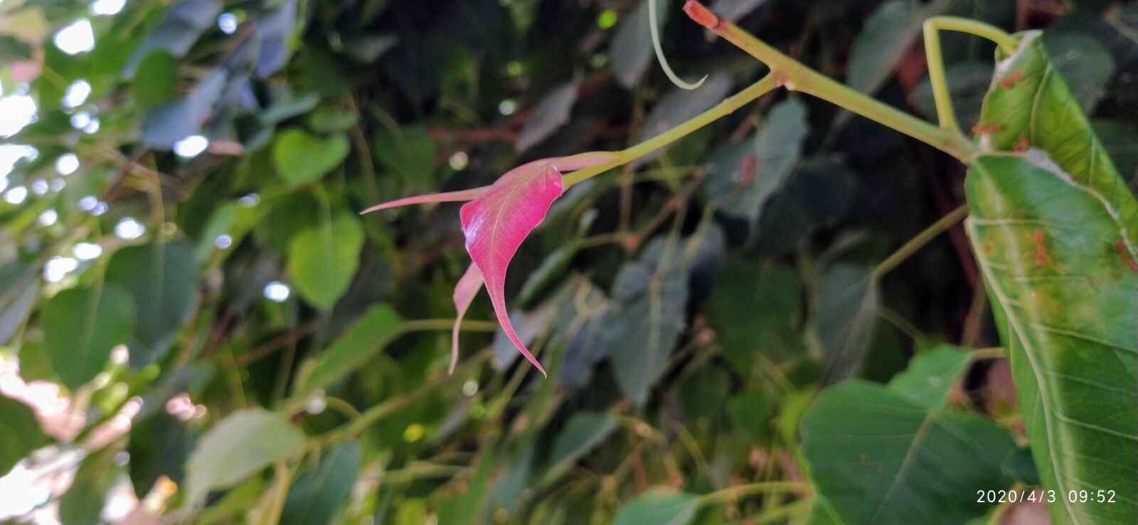 Xiaomi Mi A3 sample photo. Nature, tree, love photography