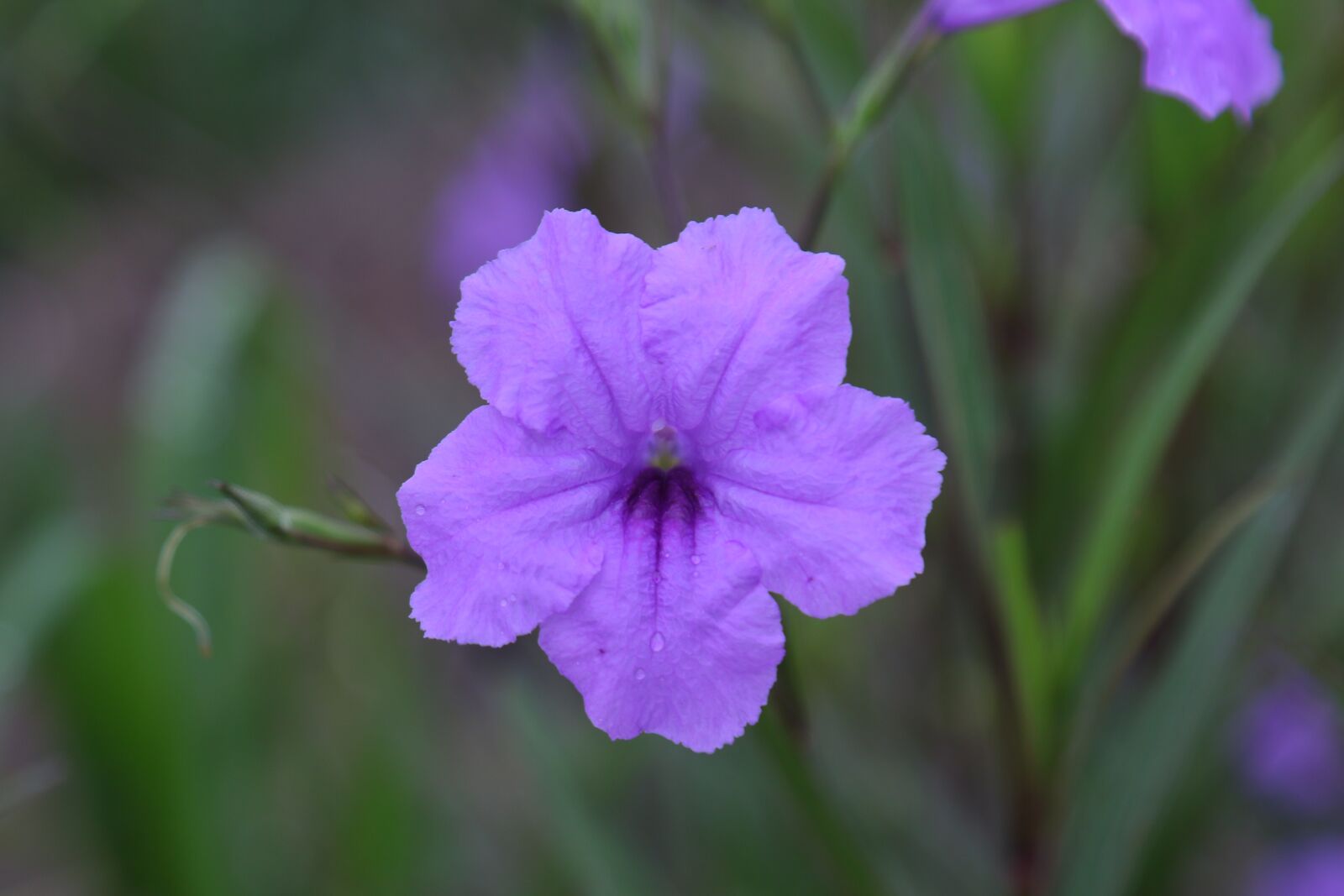 Canon EOS 70D sample photo. Flowers, purple, violet photography