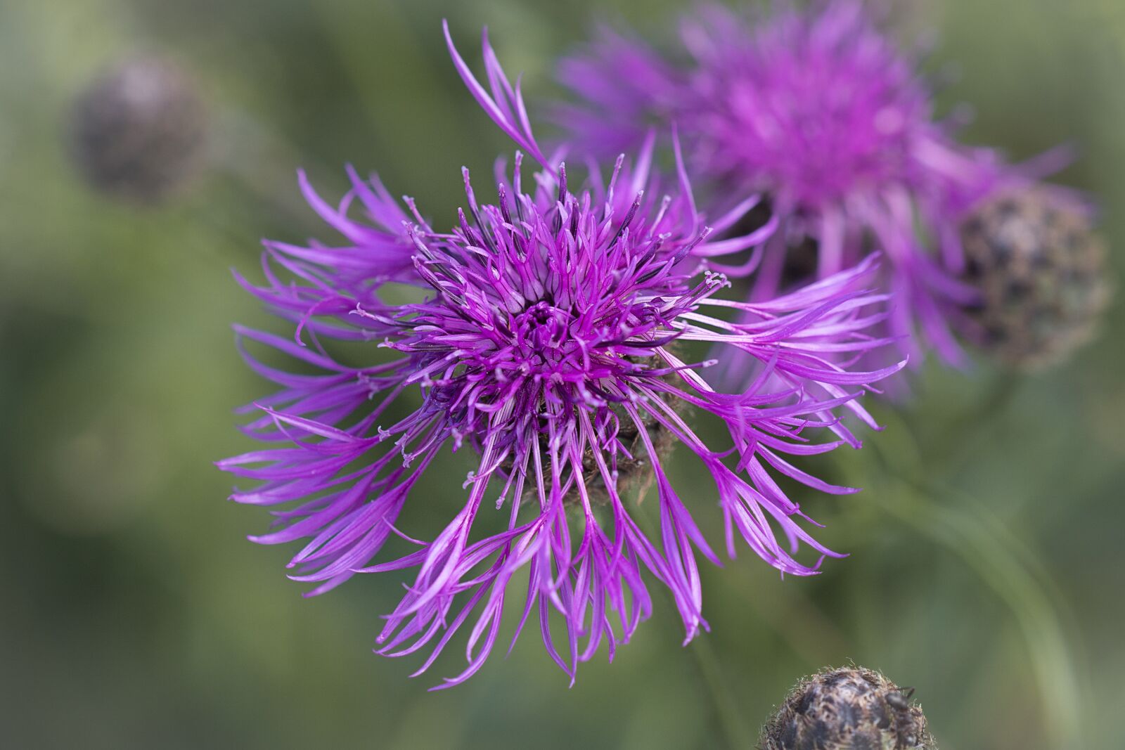 Nikon D7100 sample photo. Knapweed, pink, pink knapweed photography