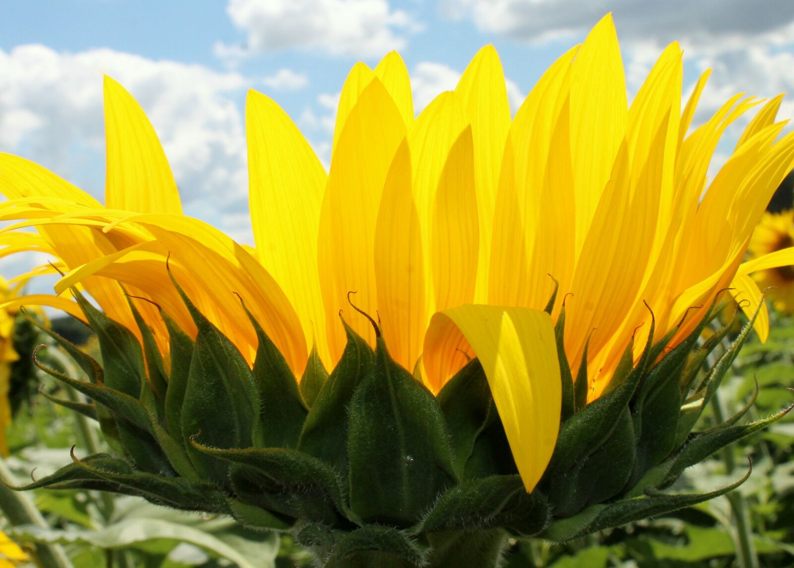 Canon EOS 1100D (EOS Rebel T3 / EOS Kiss X50) sample photo. Sunflower, flower, yellow photography