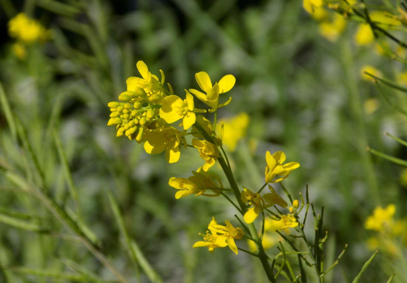 Nikon COOLPIX L340 sample photo. Mustard flower, nature, flora photography