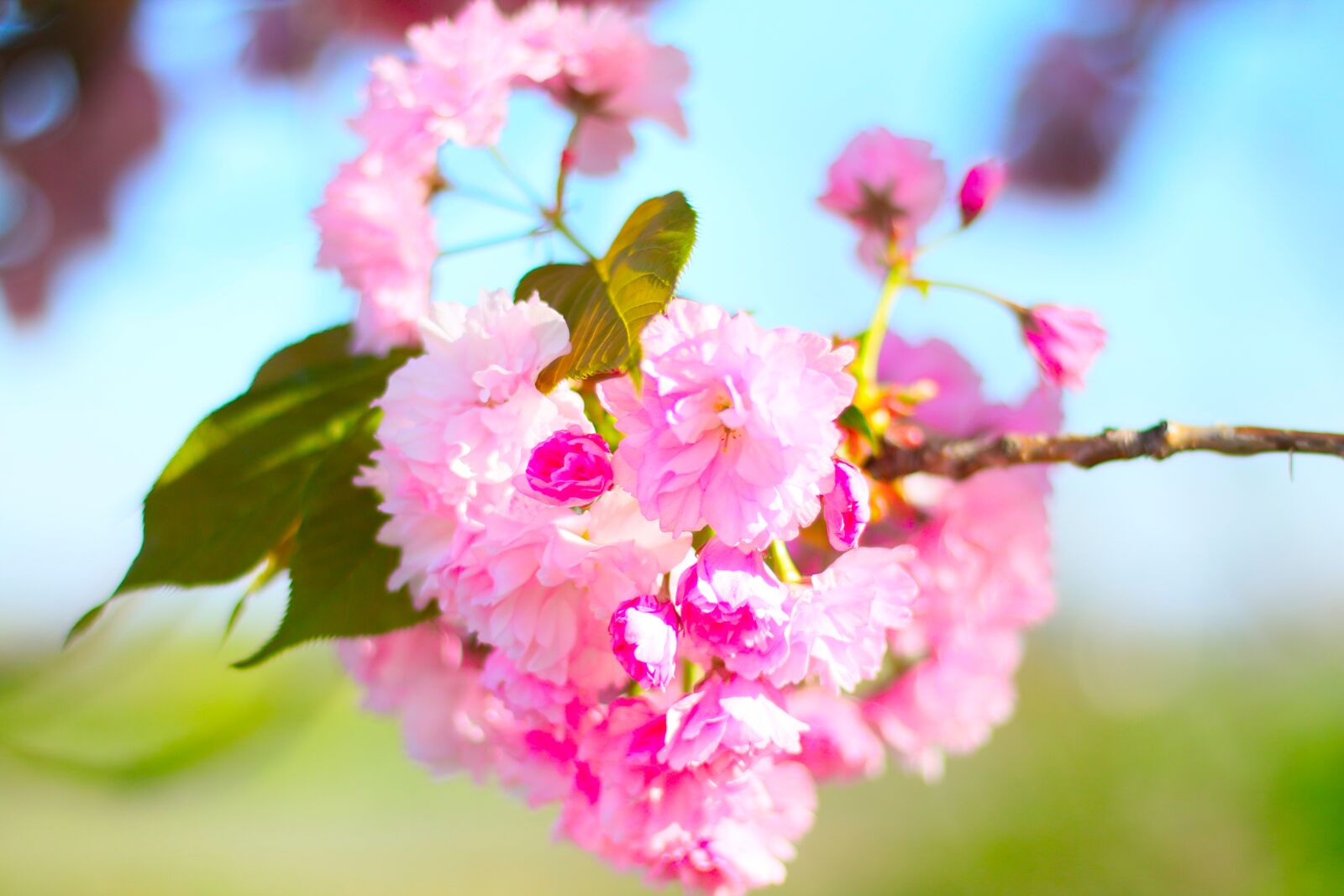Canon EOS 70D + Canon EF 50mm F1.8 STM sample photo. Almond blossom, summer, cherry photography