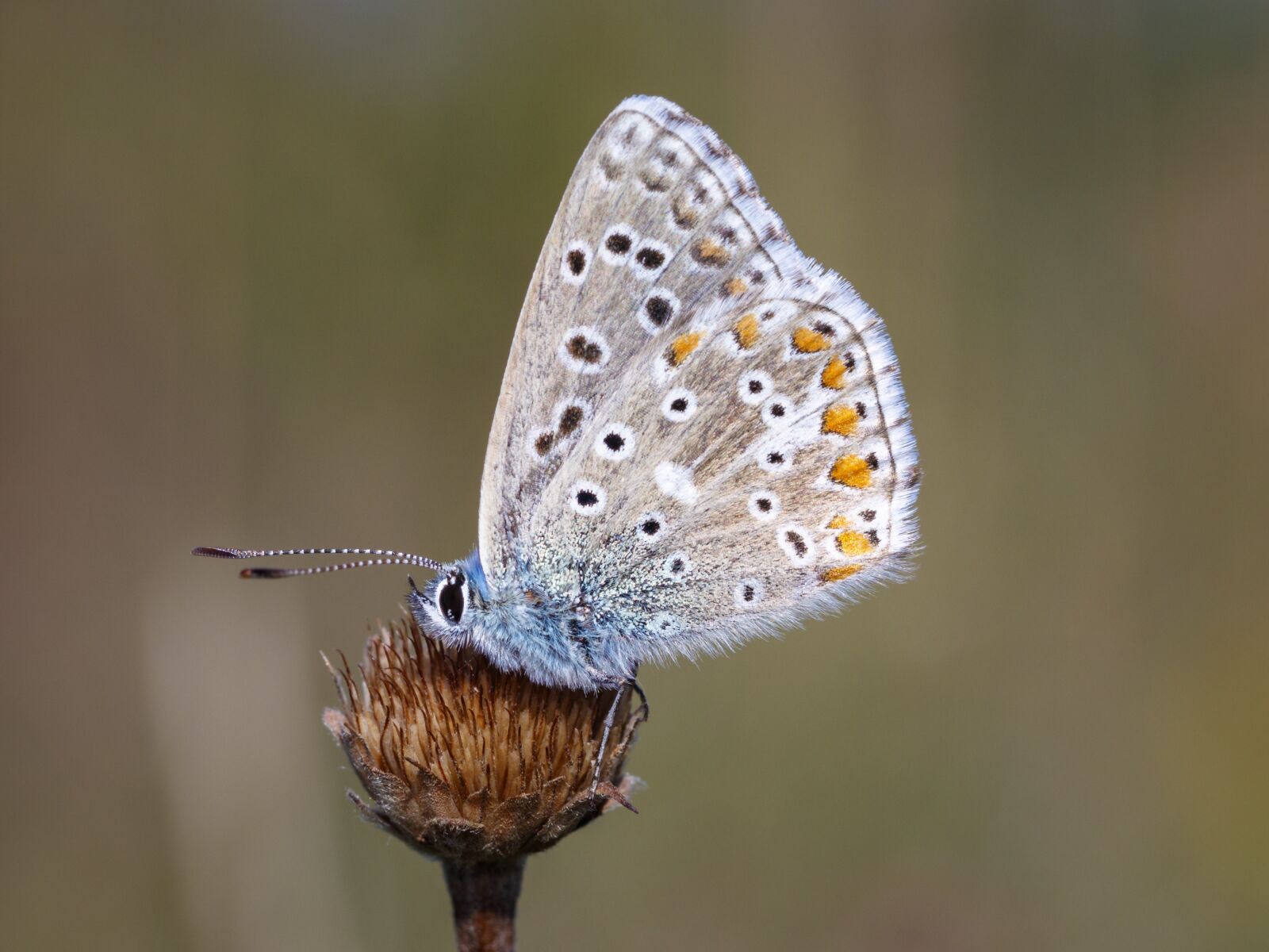 Canon EOS 80D sample photo. Butterfly, insect, macro photography