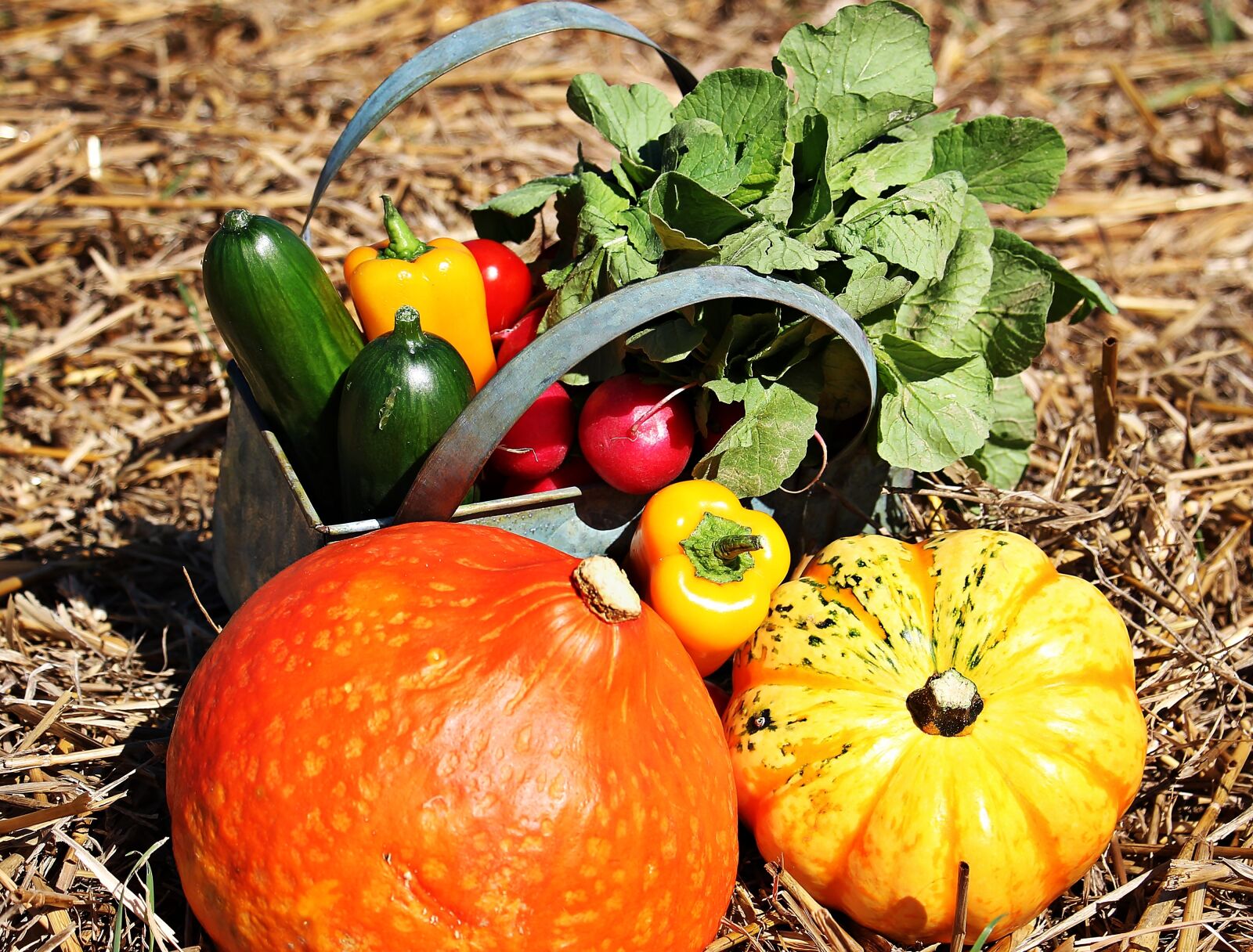 Canon EOS 550D (EOS Rebel T2i / EOS Kiss X4) sample photo. Thanksgiving, pumpkins, cucumbers photography
