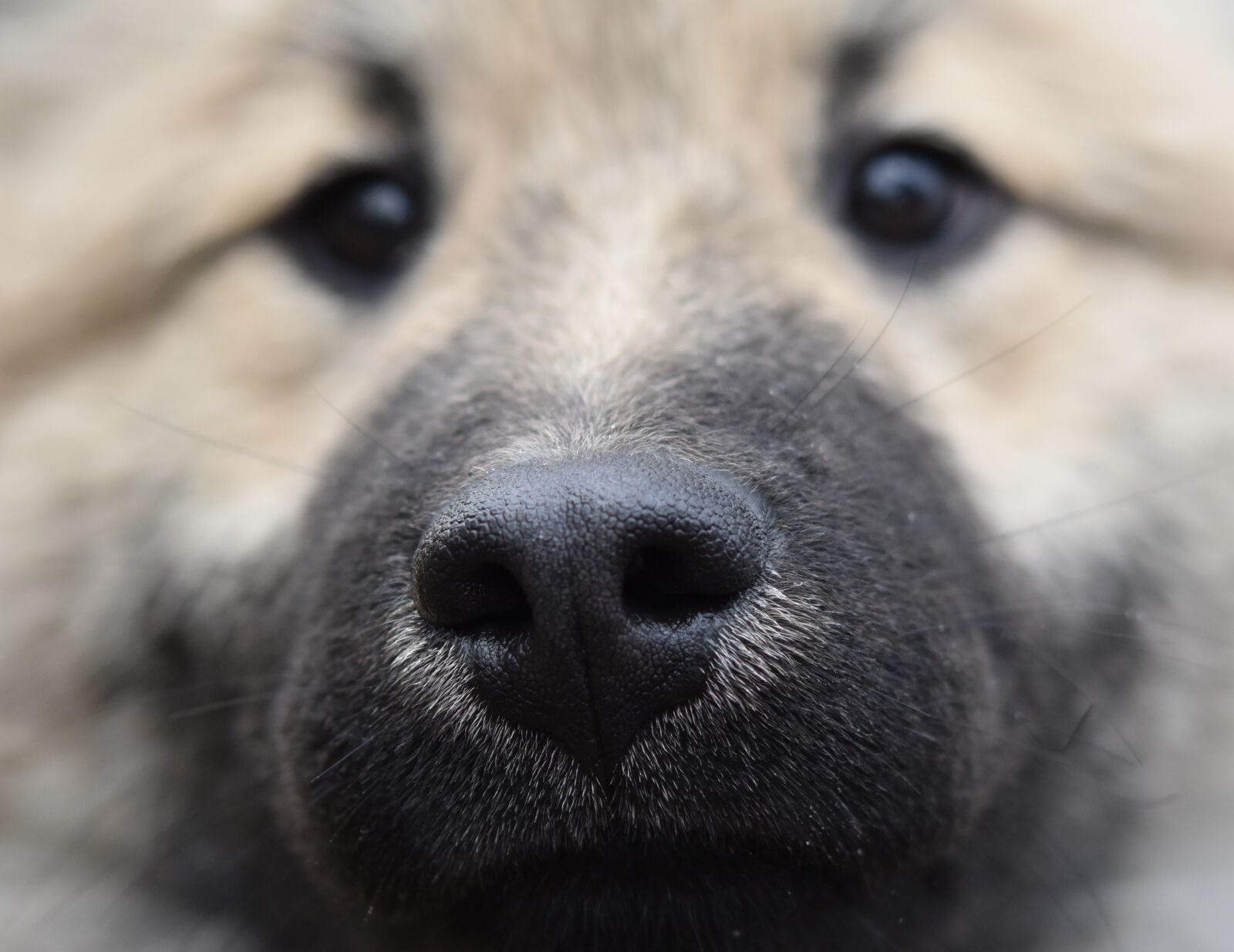 Nikon D5600 sample photo. Truffle black dog, black photography