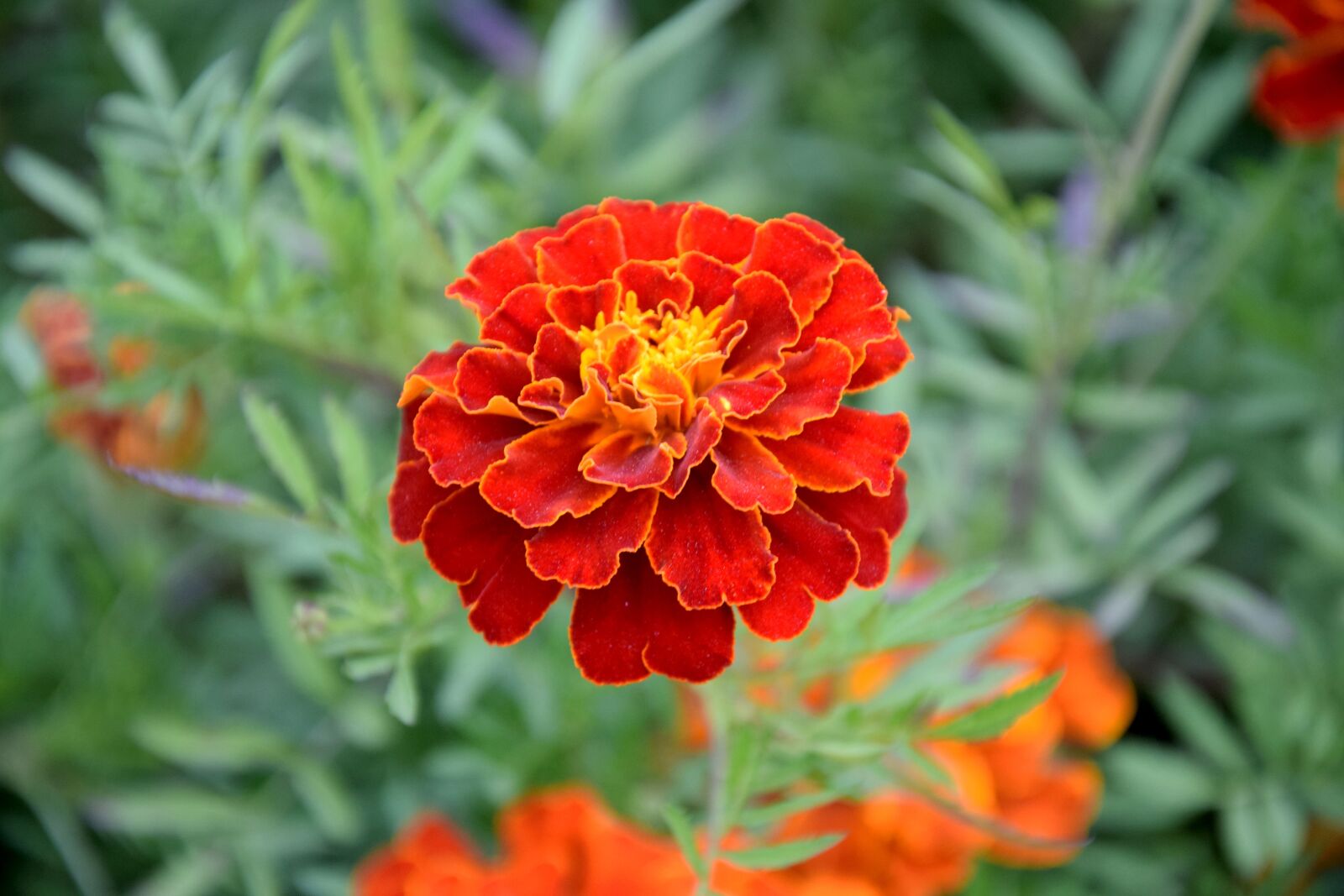 Nikon D3300 sample photo. Flower, marigold, turkish photography