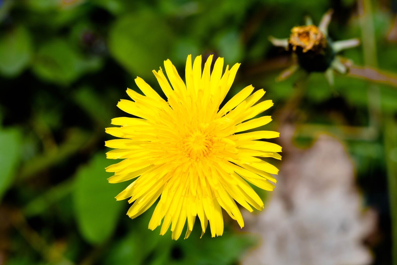 Canon EOS 750D (EOS Rebel T6i / EOS Kiss X8i) sample photo. Dandelion, yellow, flower photography