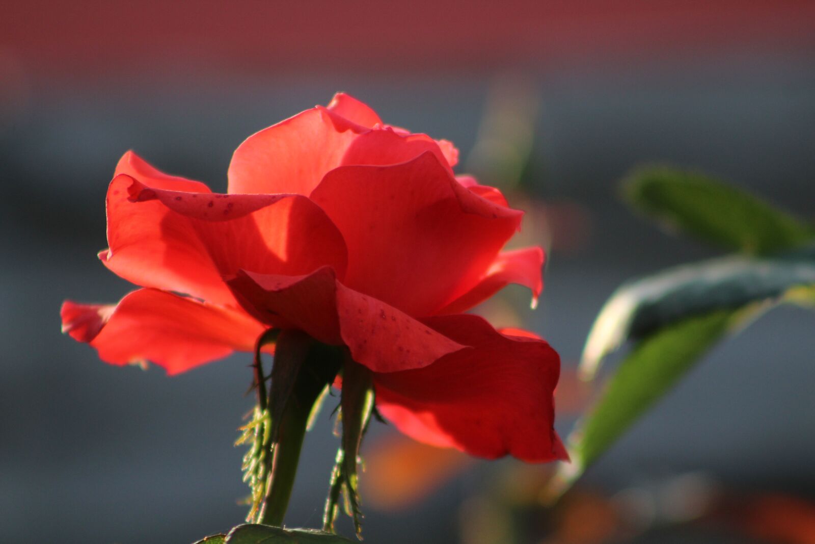 Canon EF75-300mm f/4-5.6 sample photo. Rose, tea rose, flower photography