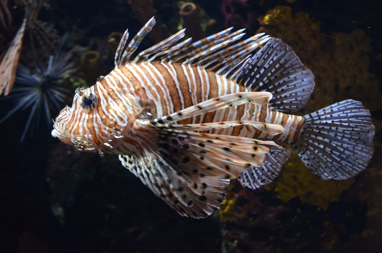 Nikon D5100 sample photo. Fish, aquarium, underwater photography