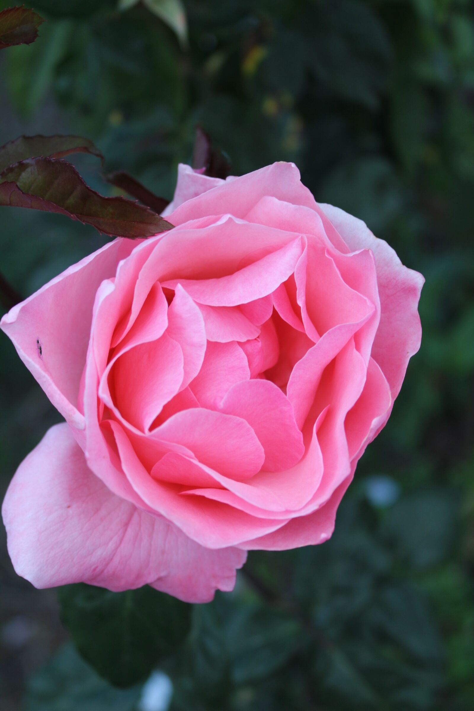 Canon EOS 1300D (EOS Rebel T6 / EOS Kiss X80) sample photo. Flower, rosa, plant photography