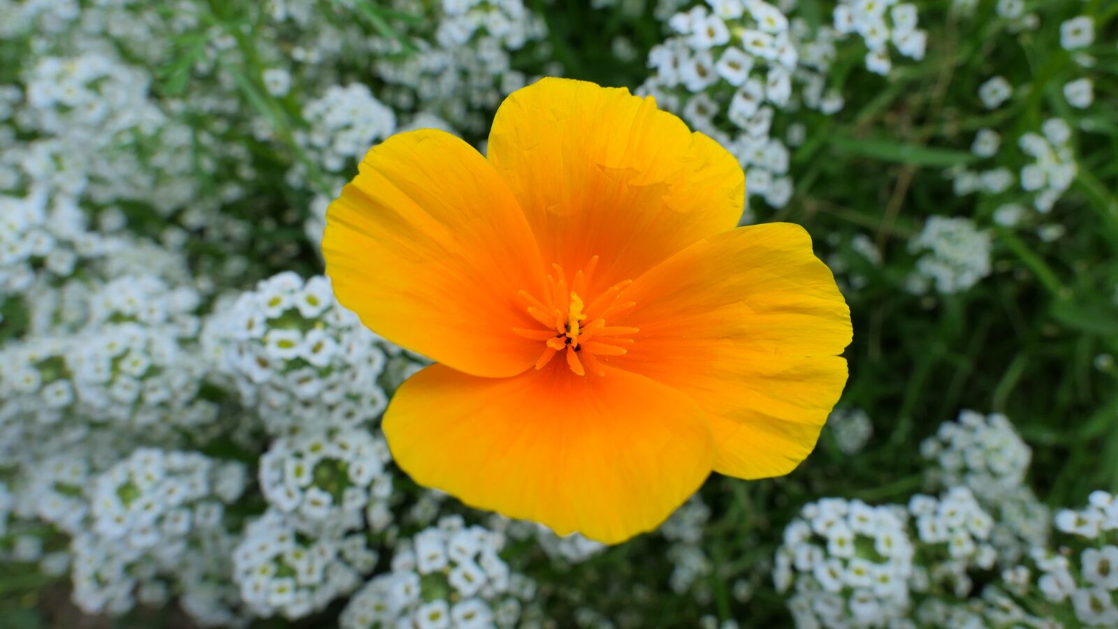 Panasonic Lumix DMC-LX10 (Lumix DMC-LX15) sample photo. Flower, yellow, summer photography