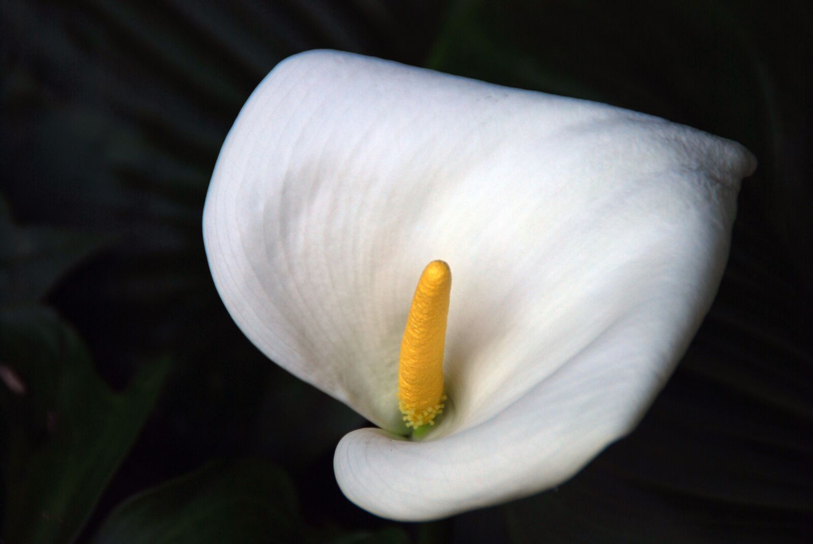 Nikon D40X sample photo. Flower, white, white flower photography