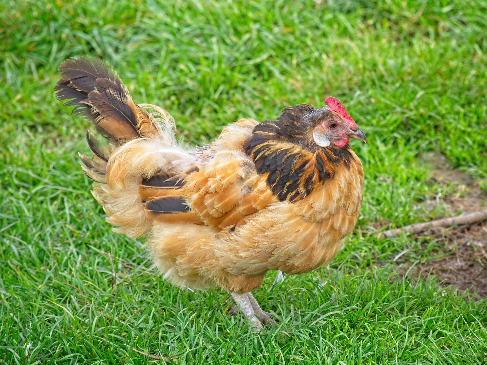 Nikon D7100 sample photo. Chicken, domestic chicken, poultry photography