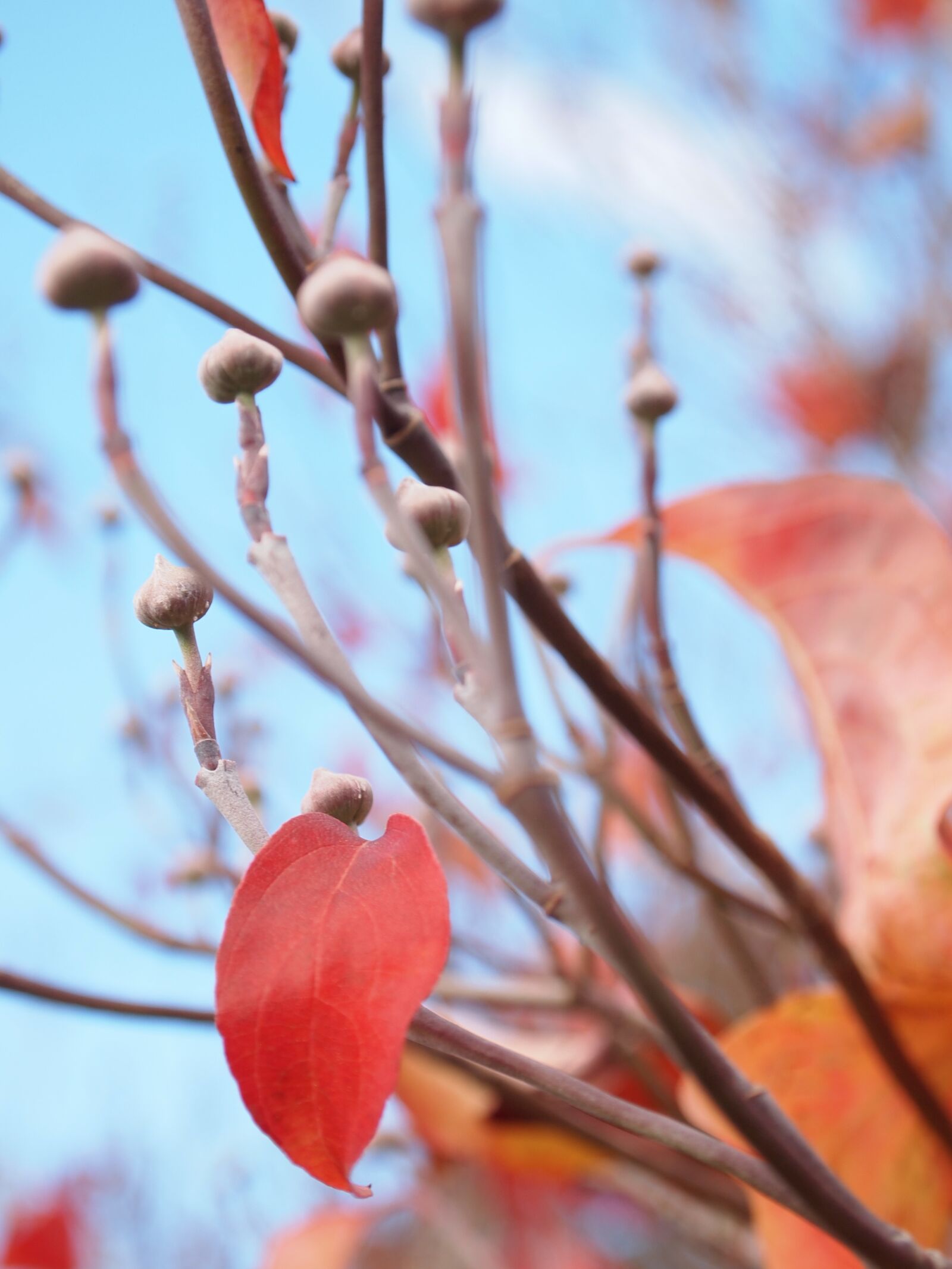 Olympus PEN E-PL1 sample photo. Fall, autumn, bluesky photography