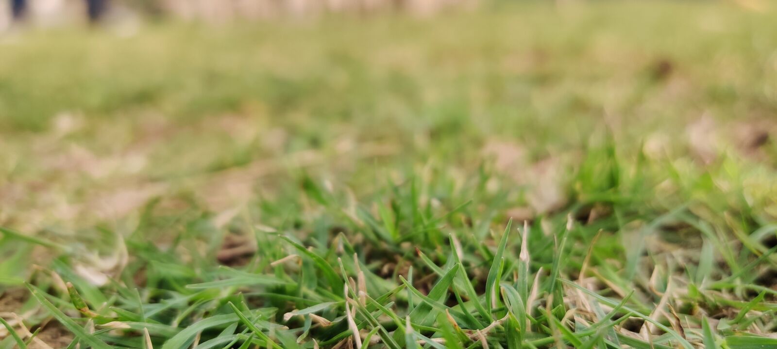 OnePlus HD1901 sample photo. Grass, landscape, field photography