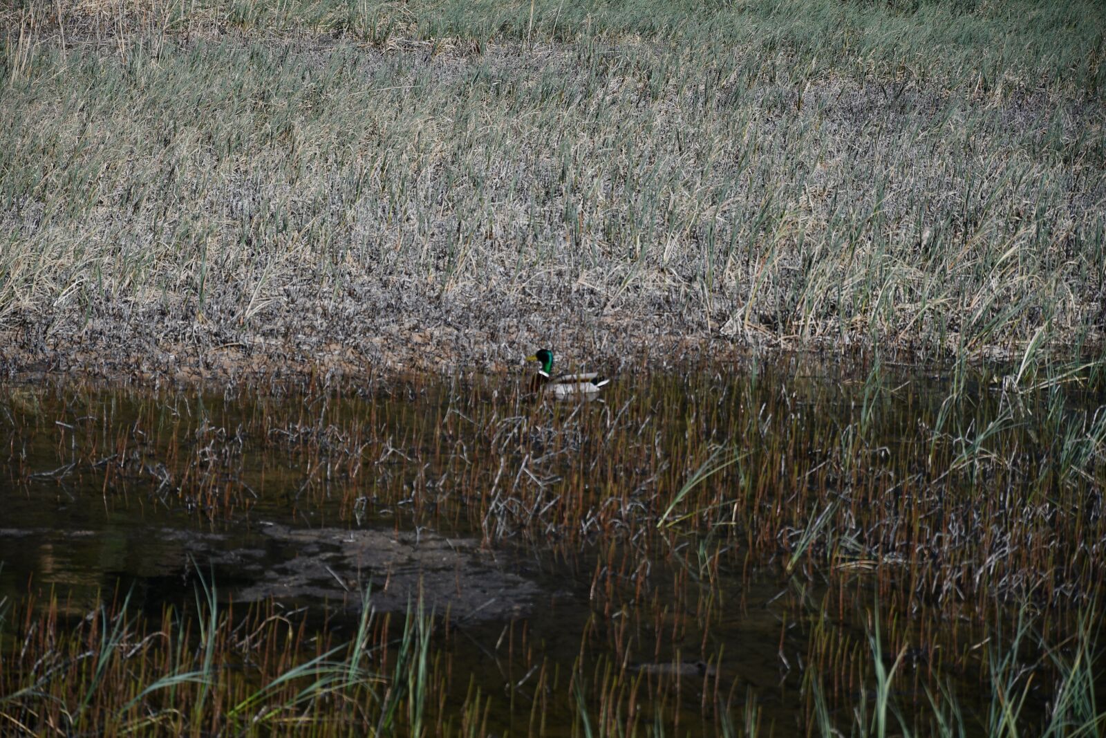 Nikon D7500 sample photo. Lake, duck, nature photography