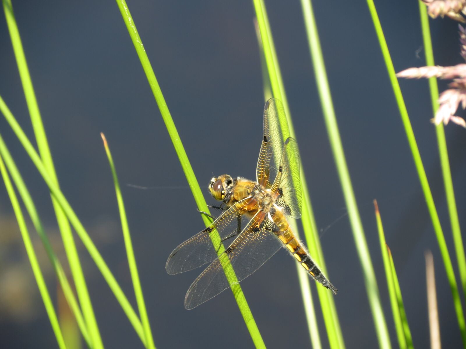Canon PowerShot SX40 HS sample photo. Contrast, dragonflies, blade of photography