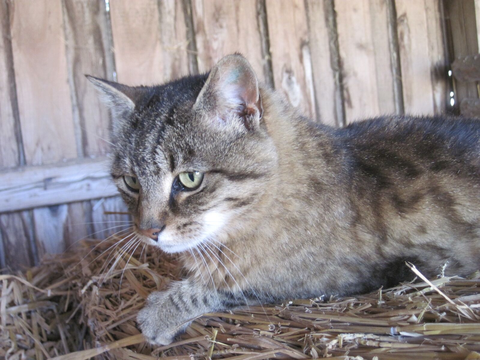 Canon PowerShot D10 sample photo. Cat, mackerel, straw photography