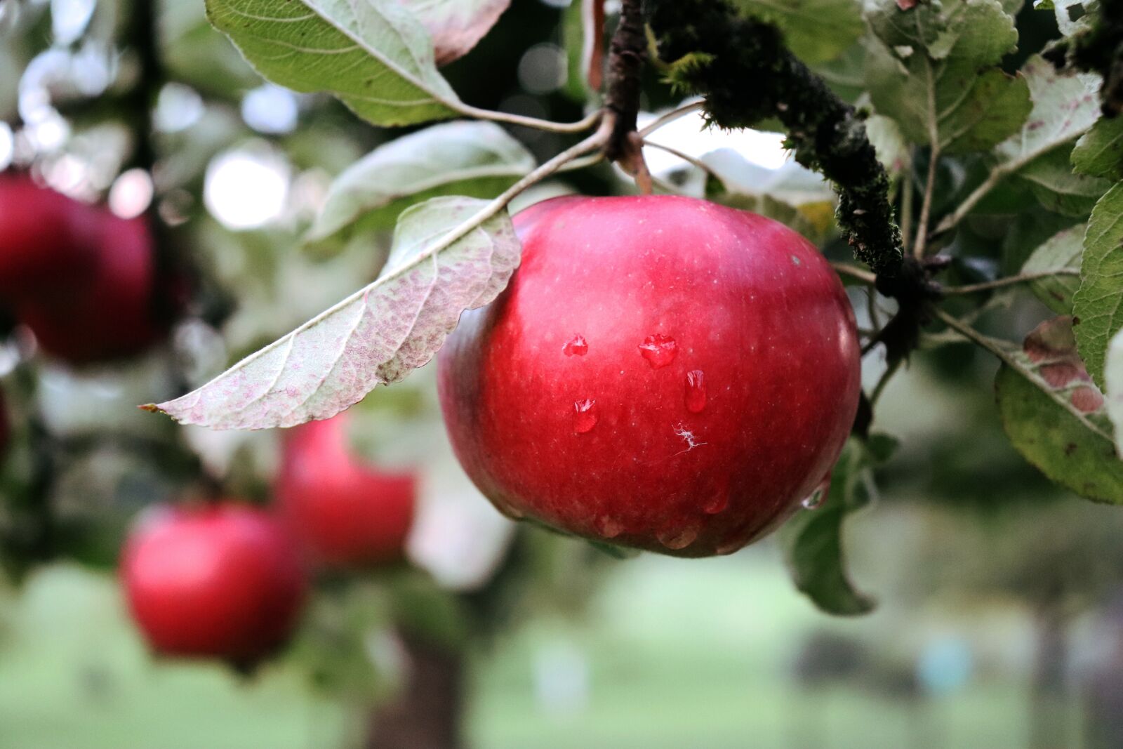 Canon EOS 800D (EOS Rebel T7i / EOS Kiss X9i) sample photo. Apple, apple tree, fruit photography