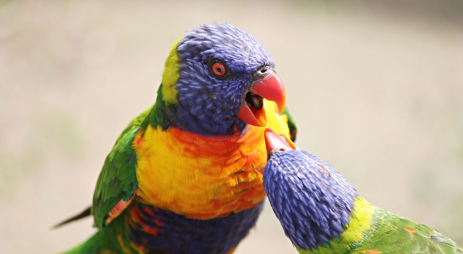 Canon EOS 1100D (EOS Rebel T3 / EOS Kiss X50) sample photo. Parrot, lorikeet, trichoglossus rainbow photography