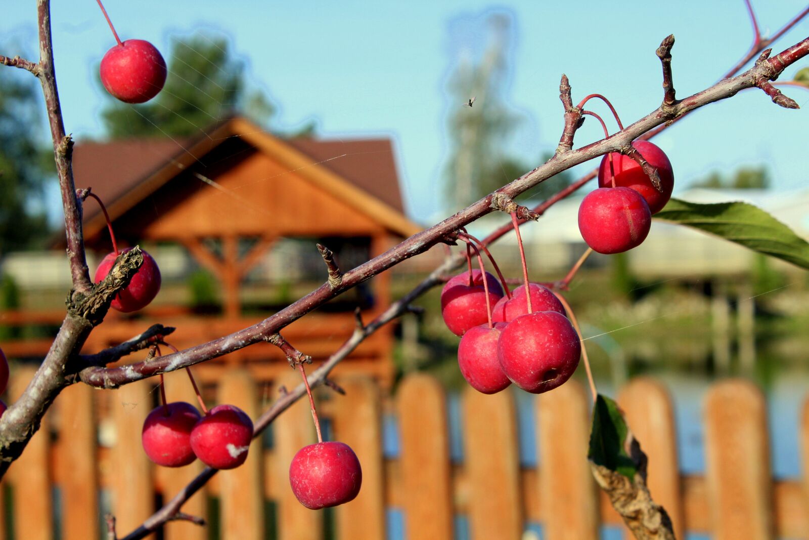 Canon EOS 1200D (EOS Rebel T5 / EOS Kiss X70 / EOS Hi) sample photo. Apples, thumbnails, sprig photography