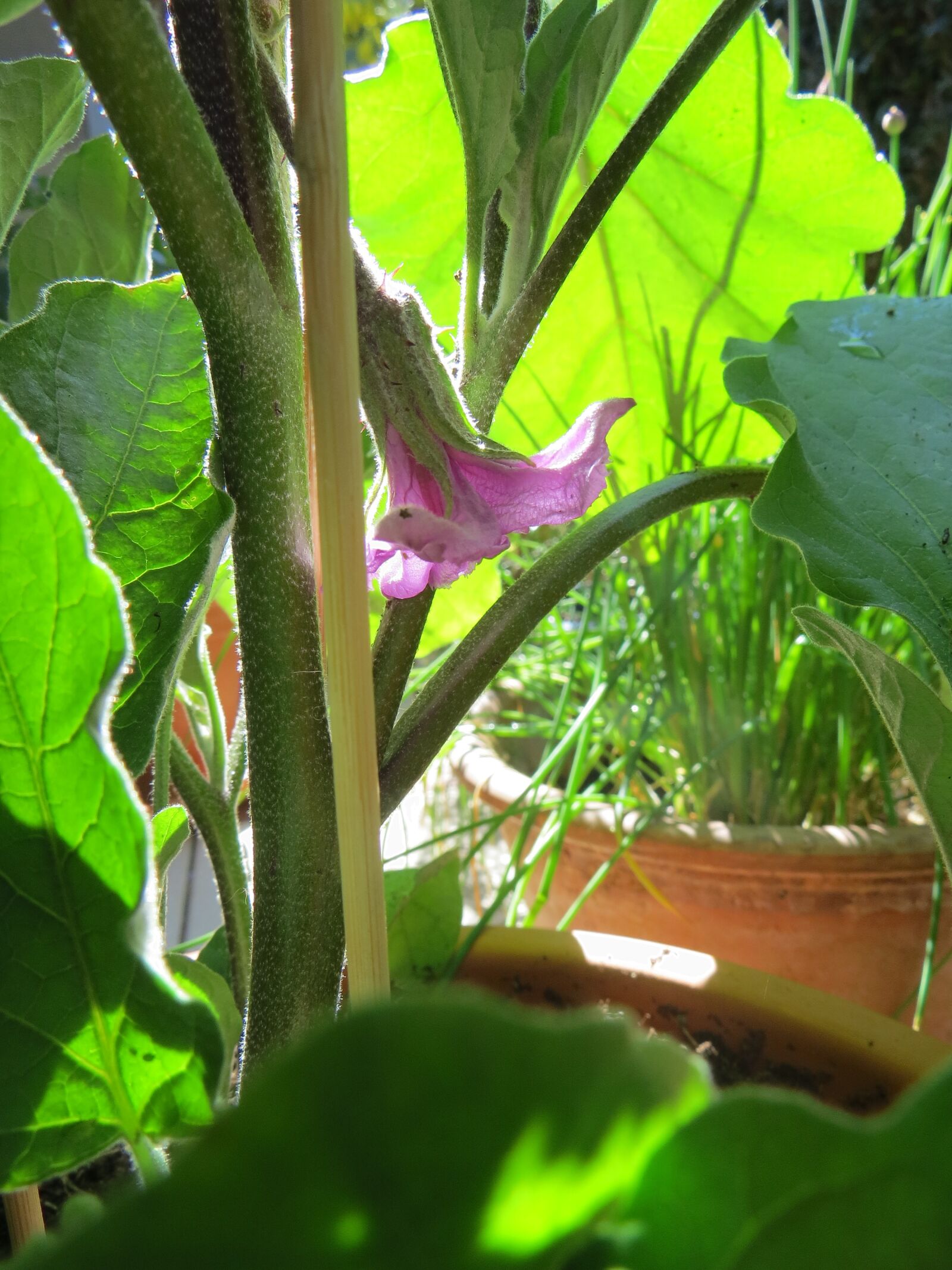 Canon PowerShot SX50 HS sample photo. Eggplant, balcony, plant photography