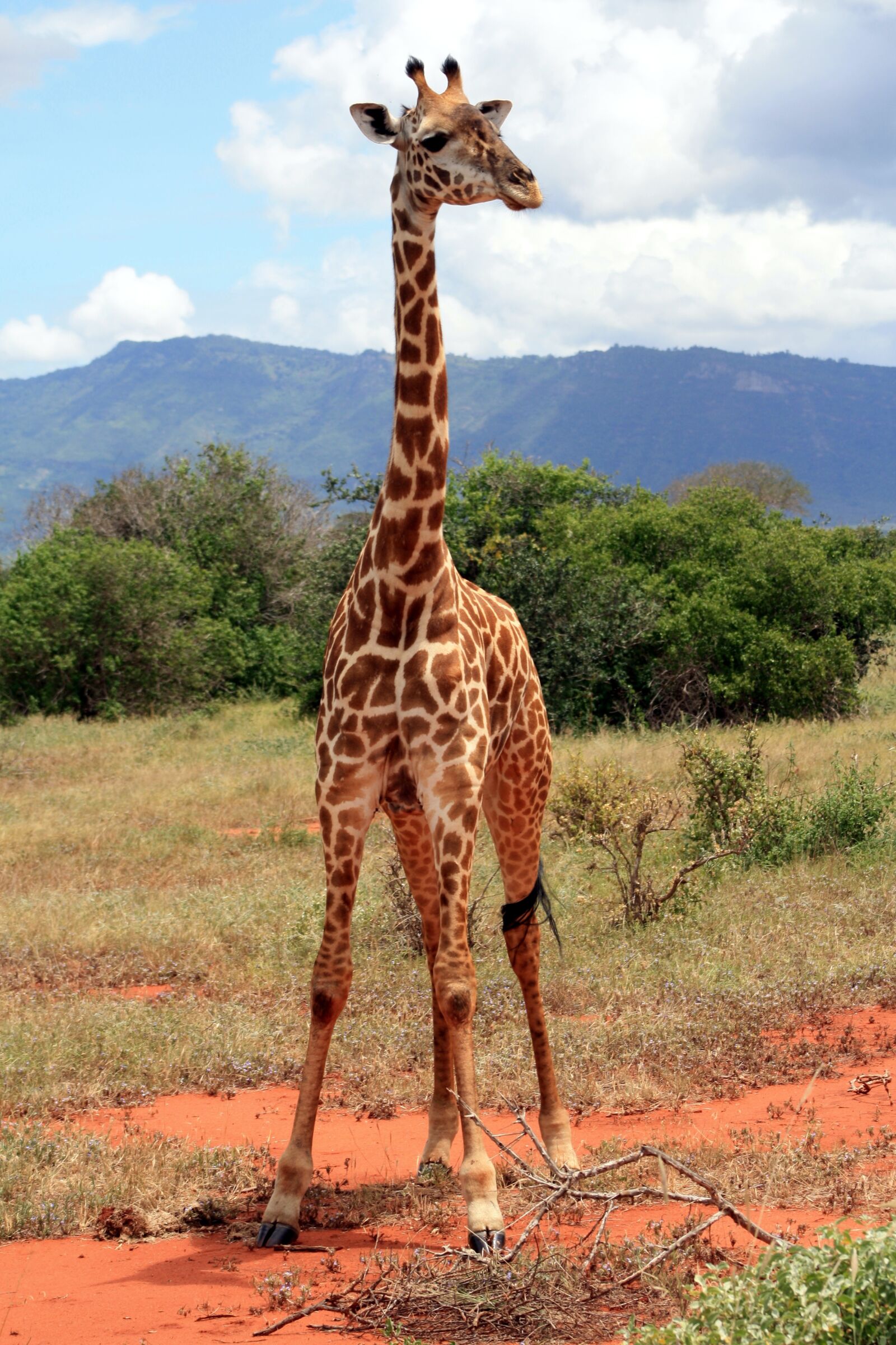 Canon EOS 1000D (EOS Digital Rebel XS / EOS Kiss F) sample photo. Giraffe, africa, national park photography