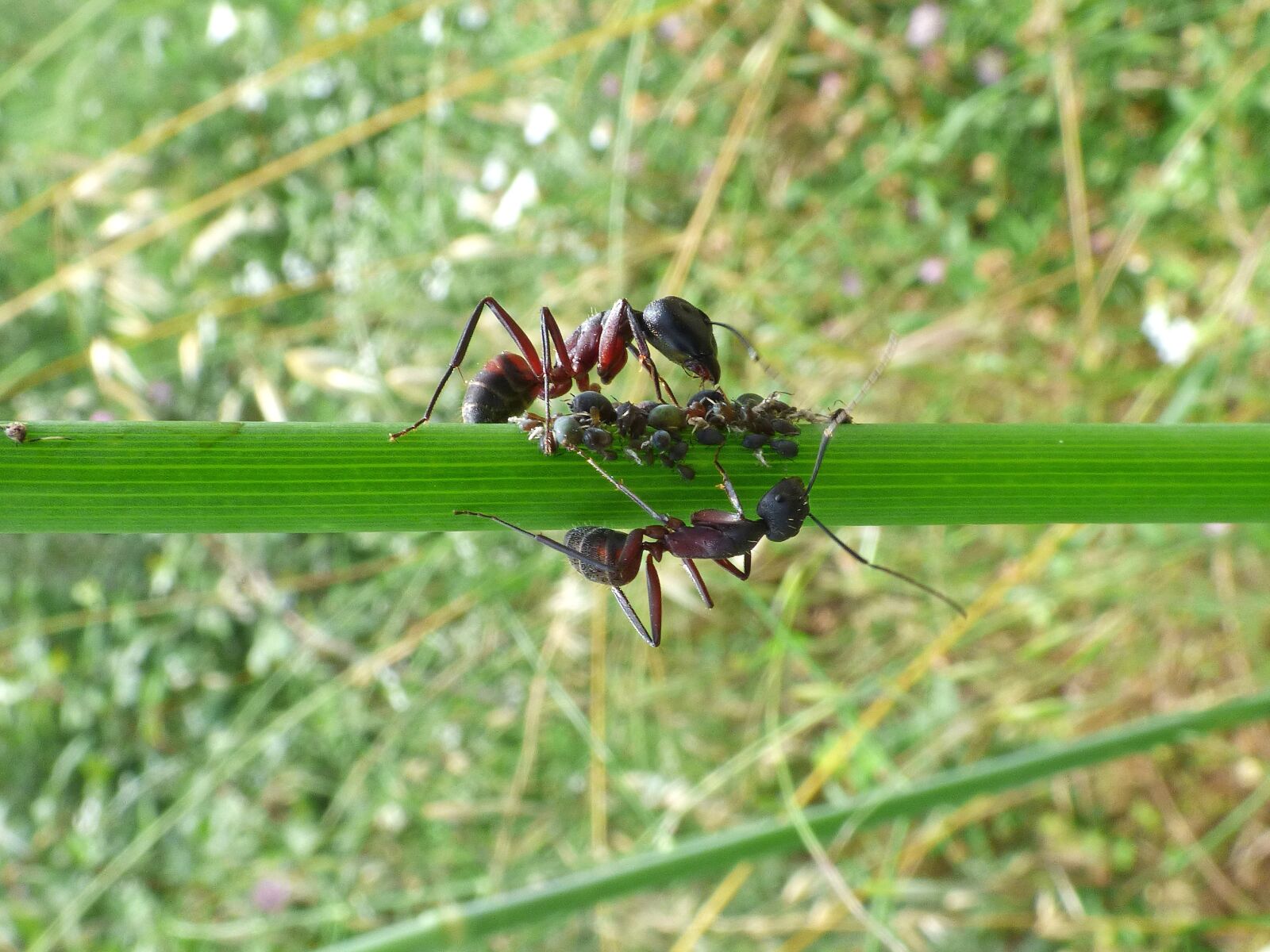 Panasonic Lumix DMC-FZ70 sample photo. Branch, ants, aphid photography