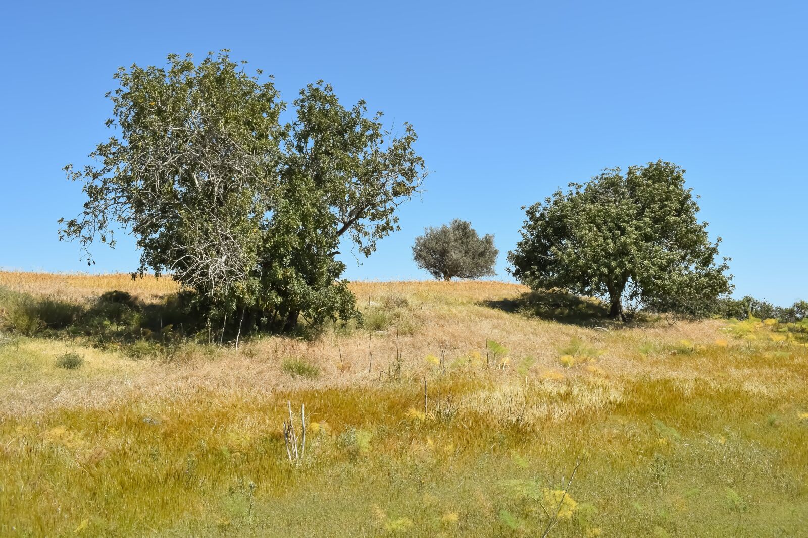 Nikon D3300 sample photo. Nature, trees, landscape photography