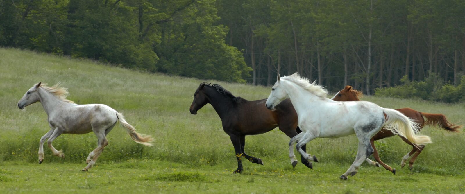 Nikon D200 sample photo. Horse, horses, nature photography