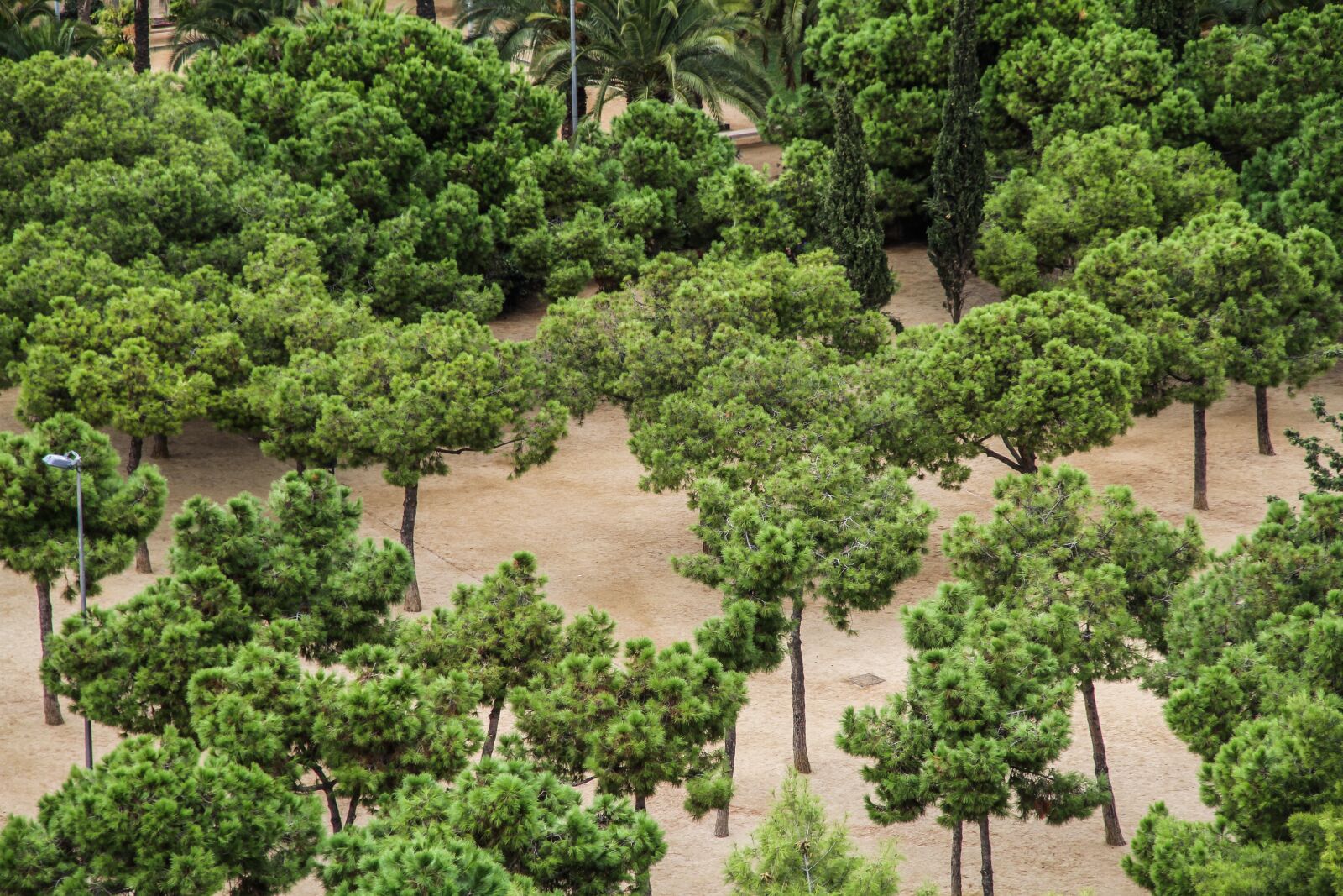 Canon EOS 7D sample photo. Tree, park, green photography