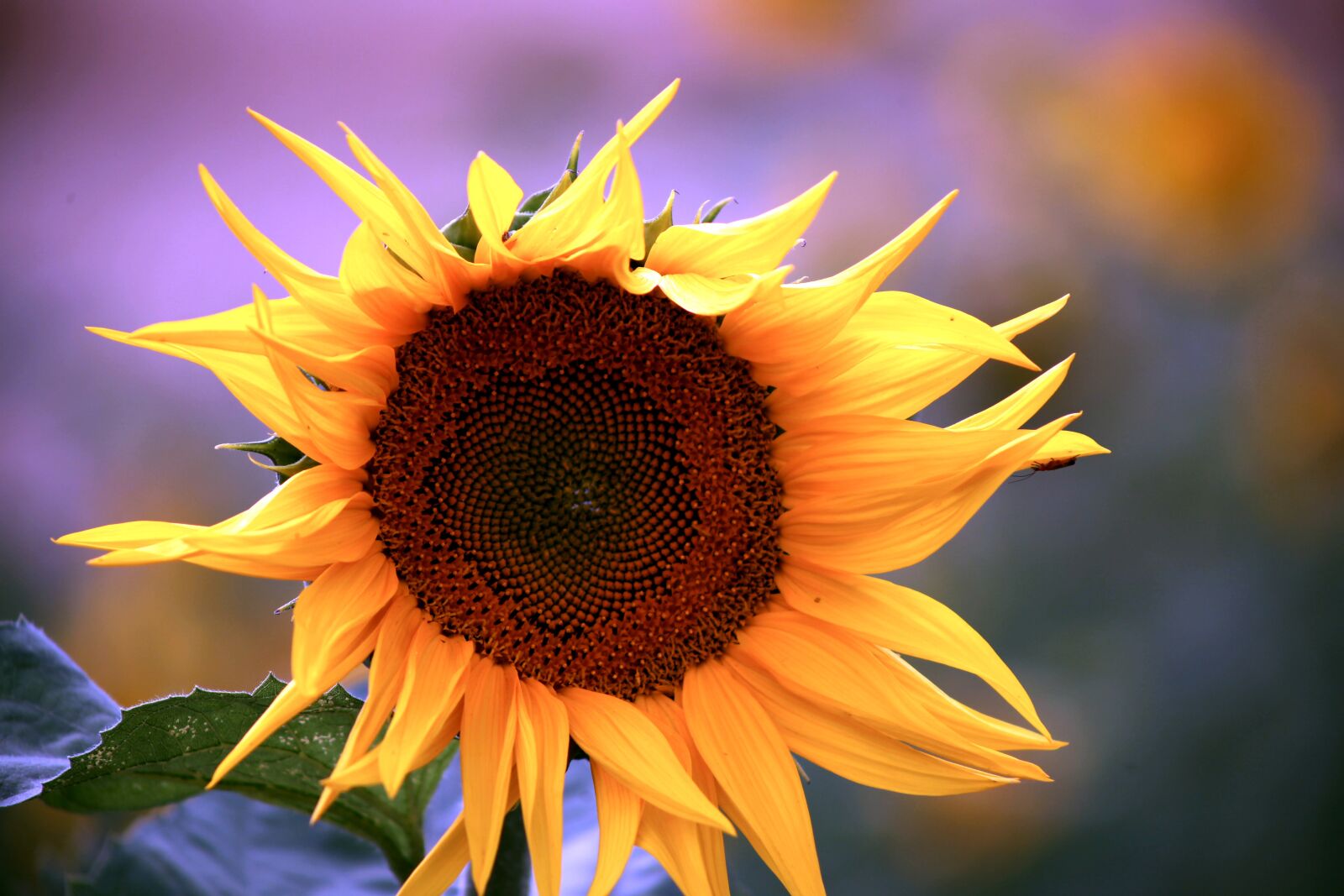 Canon EOS 5D Mark II sample photo. Plant, yellow, sunflower photography