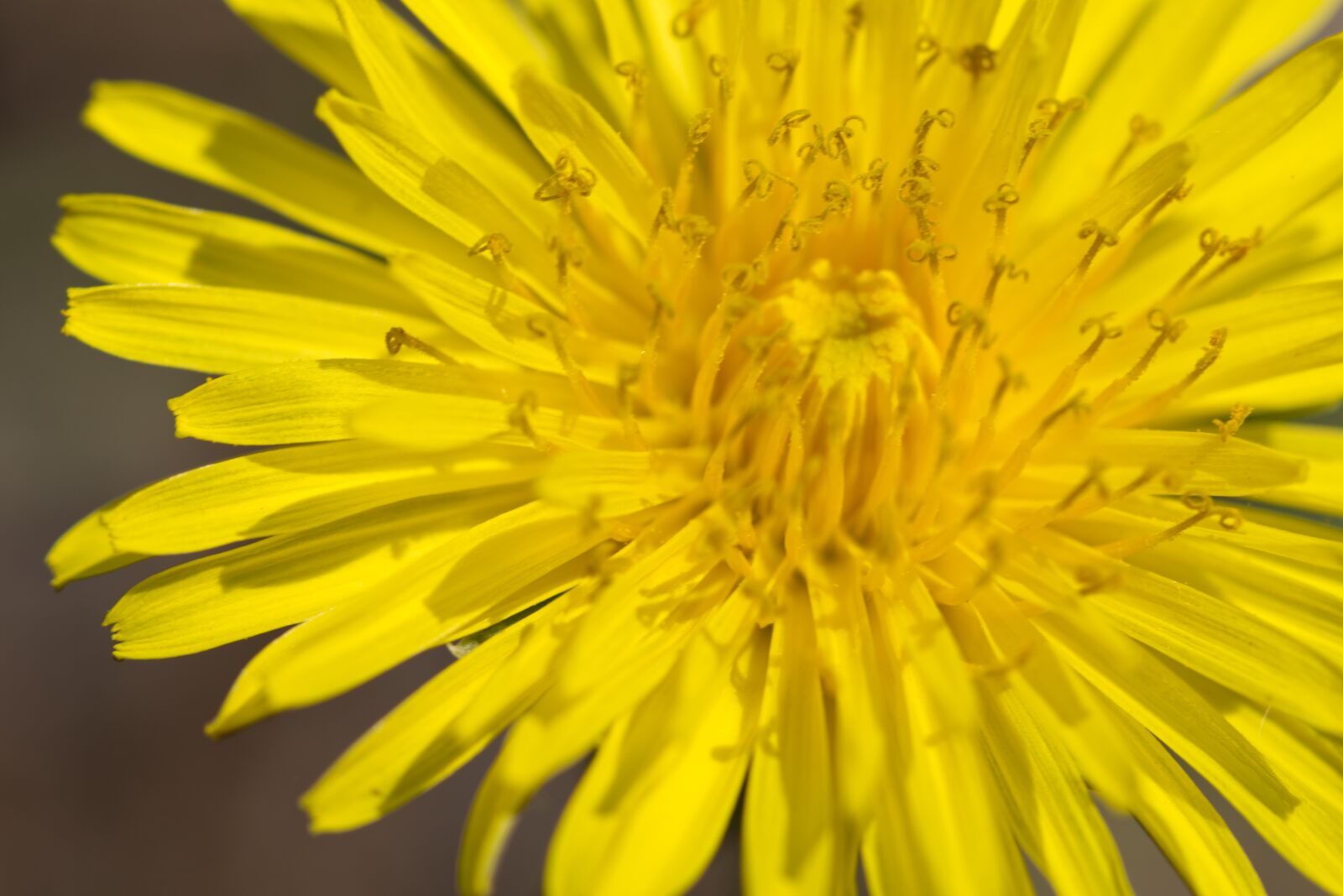 Nikon D5500 sample photo. Dandelion, blossom, bloom photography