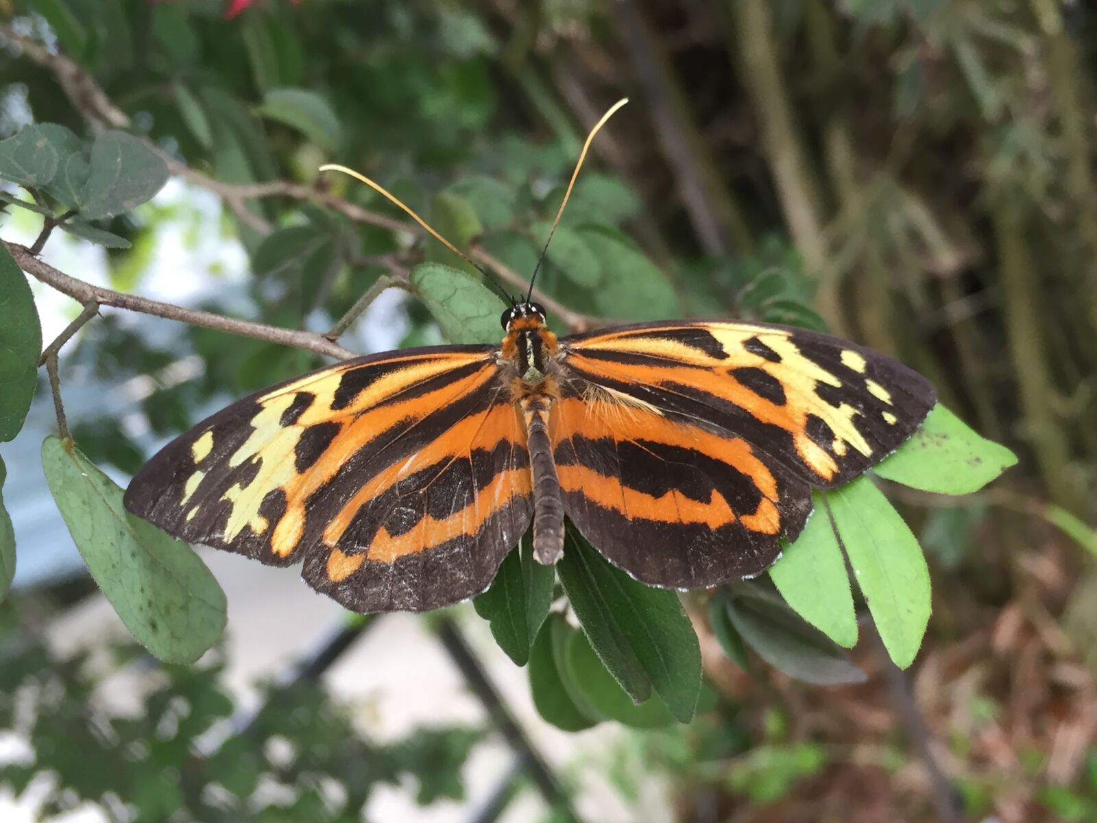 Apple iPhone 6 sample photo. Butterfly, spotted, monarch photography