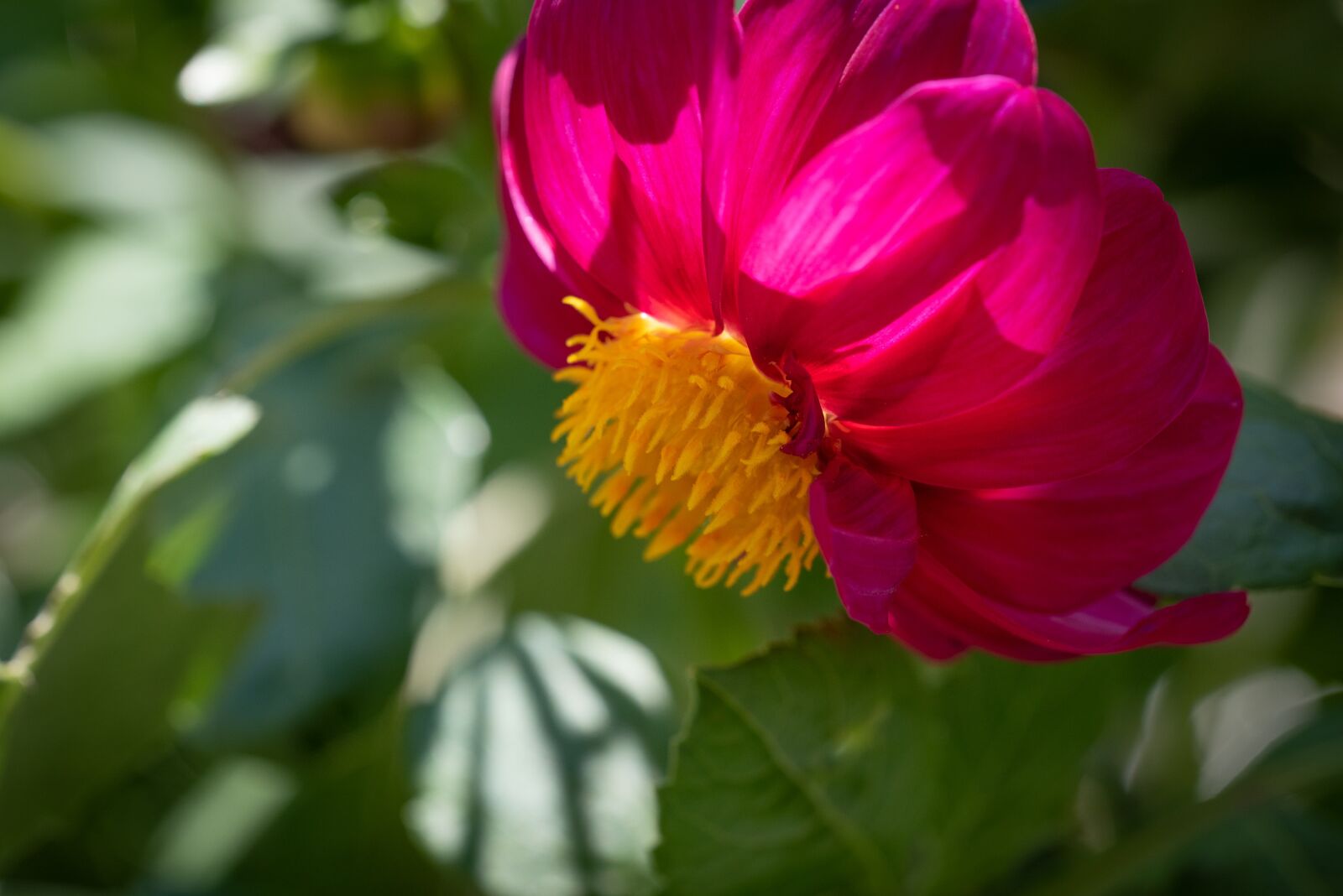Nikon D750 sample photo. Blossom, bloom, flower photography
