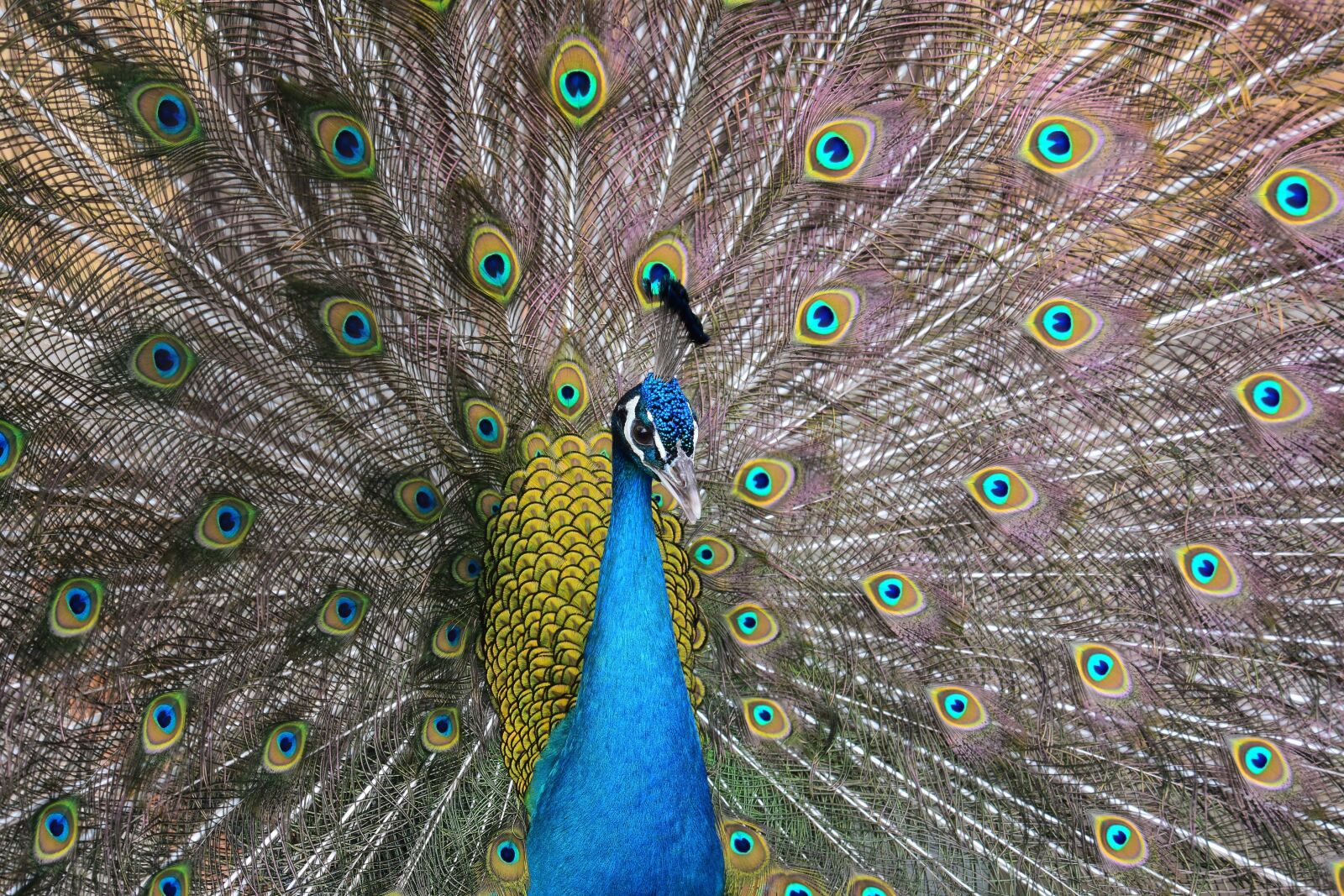 Nikon D7200 sample photo. Animal, bird, peacock photography