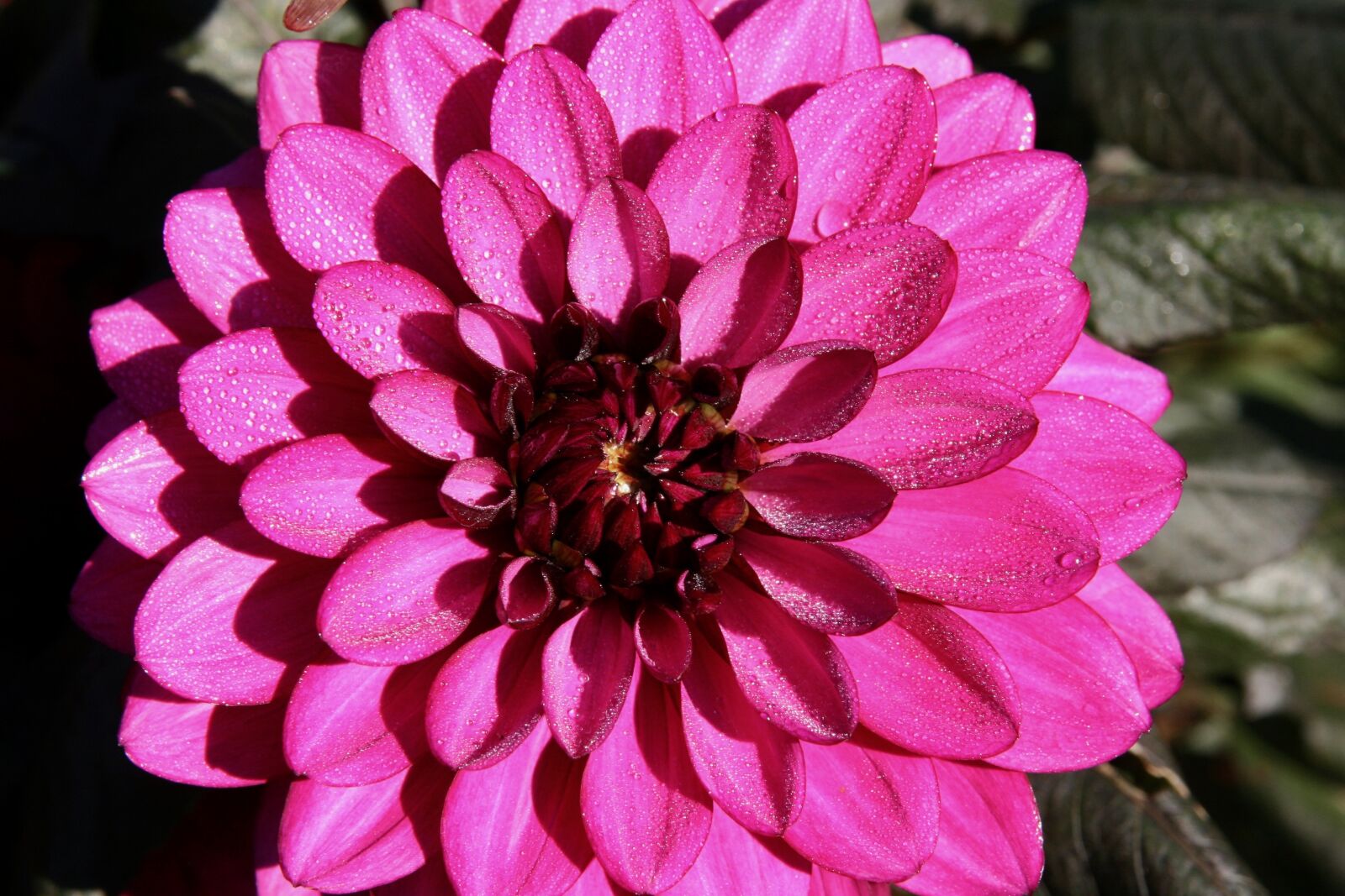 Canon EOS 400D (EOS Digital Rebel XTi / EOS Kiss Digital X) sample photo. Blossom, bloom, dahlia photography