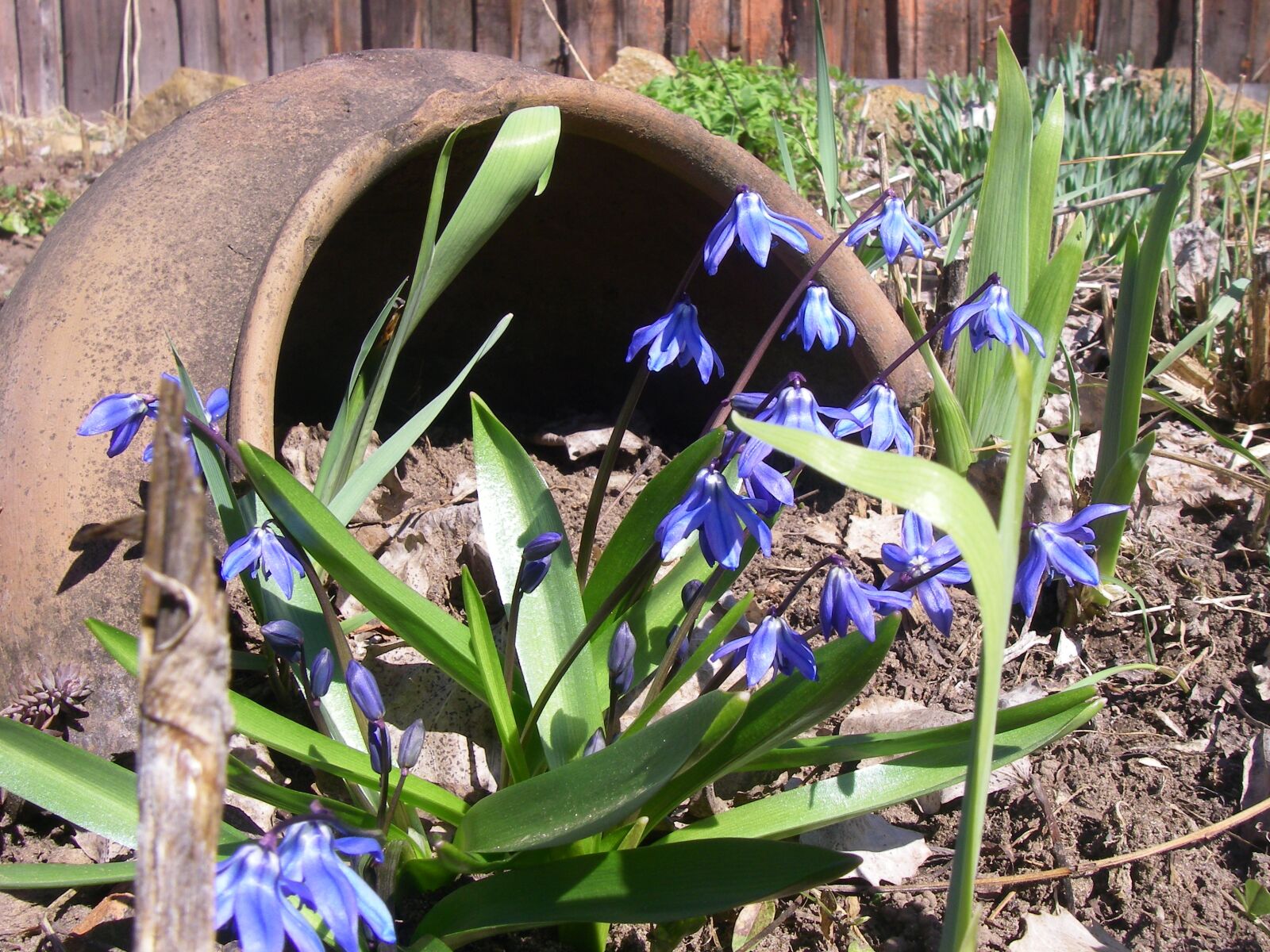 Pentax OPTIO W20 sample photo. Flowers, land, village photography
