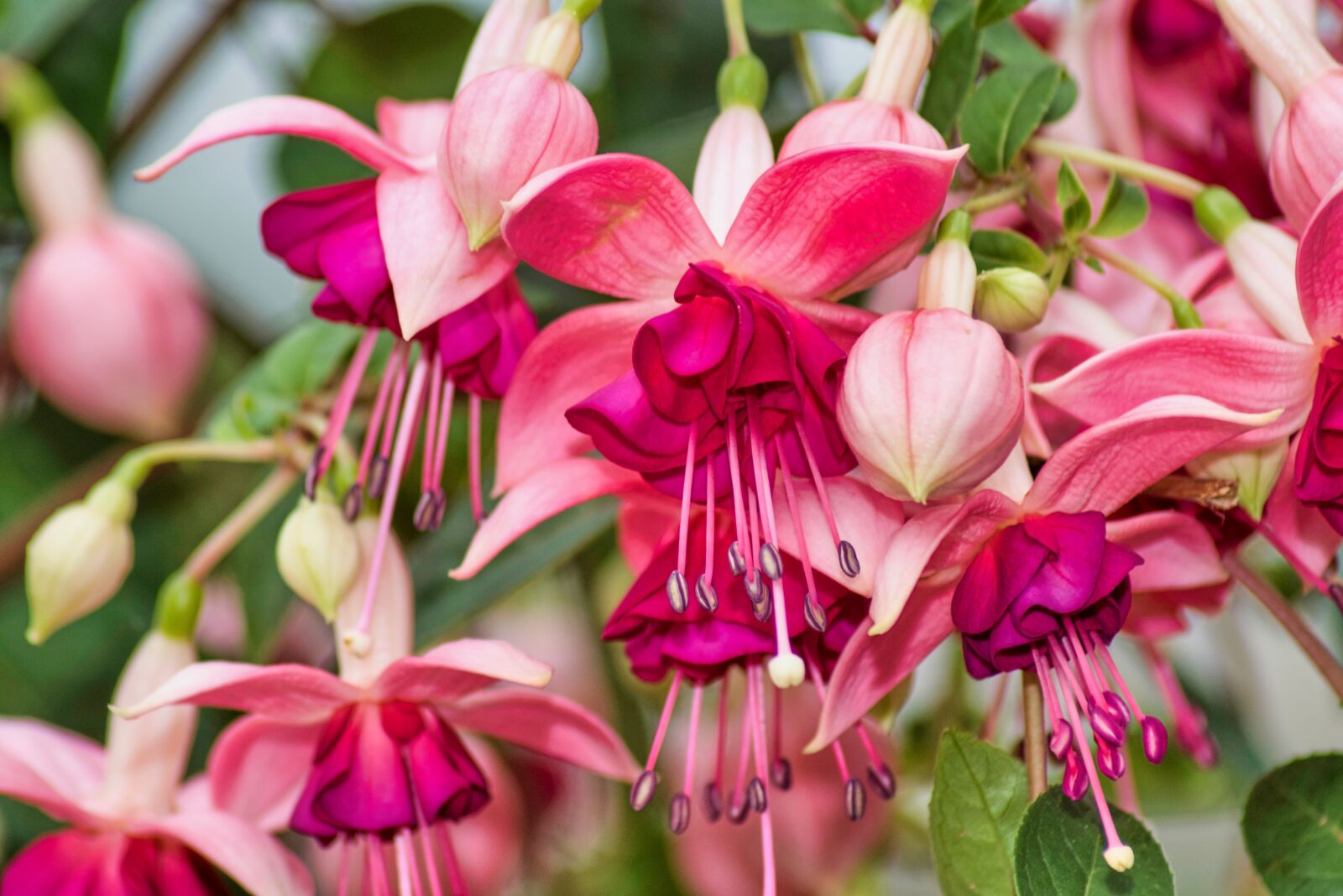 Nikon D5500 sample photo. Plant, pink, flower photography