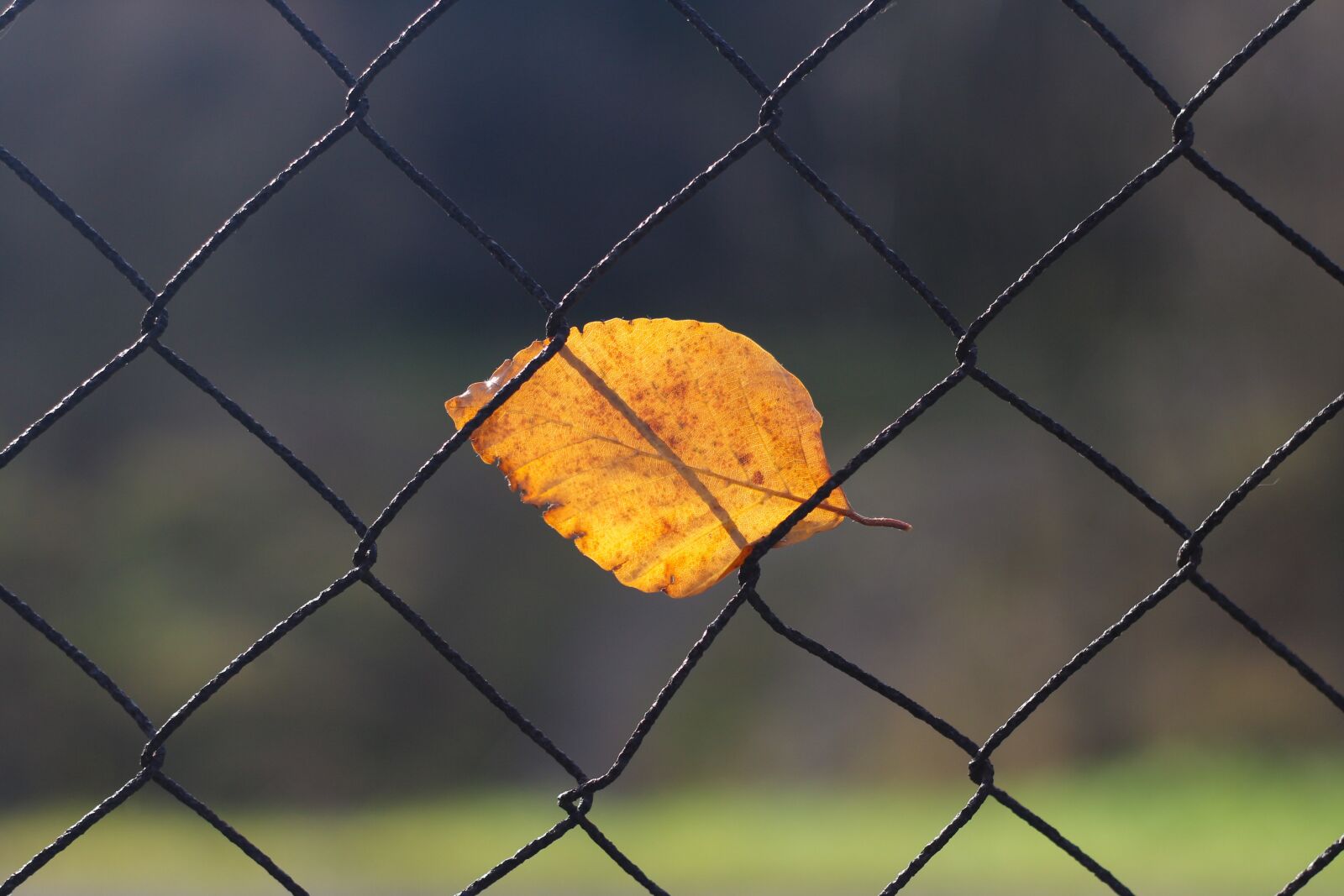 Canon EOS 700D (EOS Rebel T5i / EOS Kiss X7i) + Canon EF 50mm F1.8 II sample photo. Autumn, fall, leaf photography
