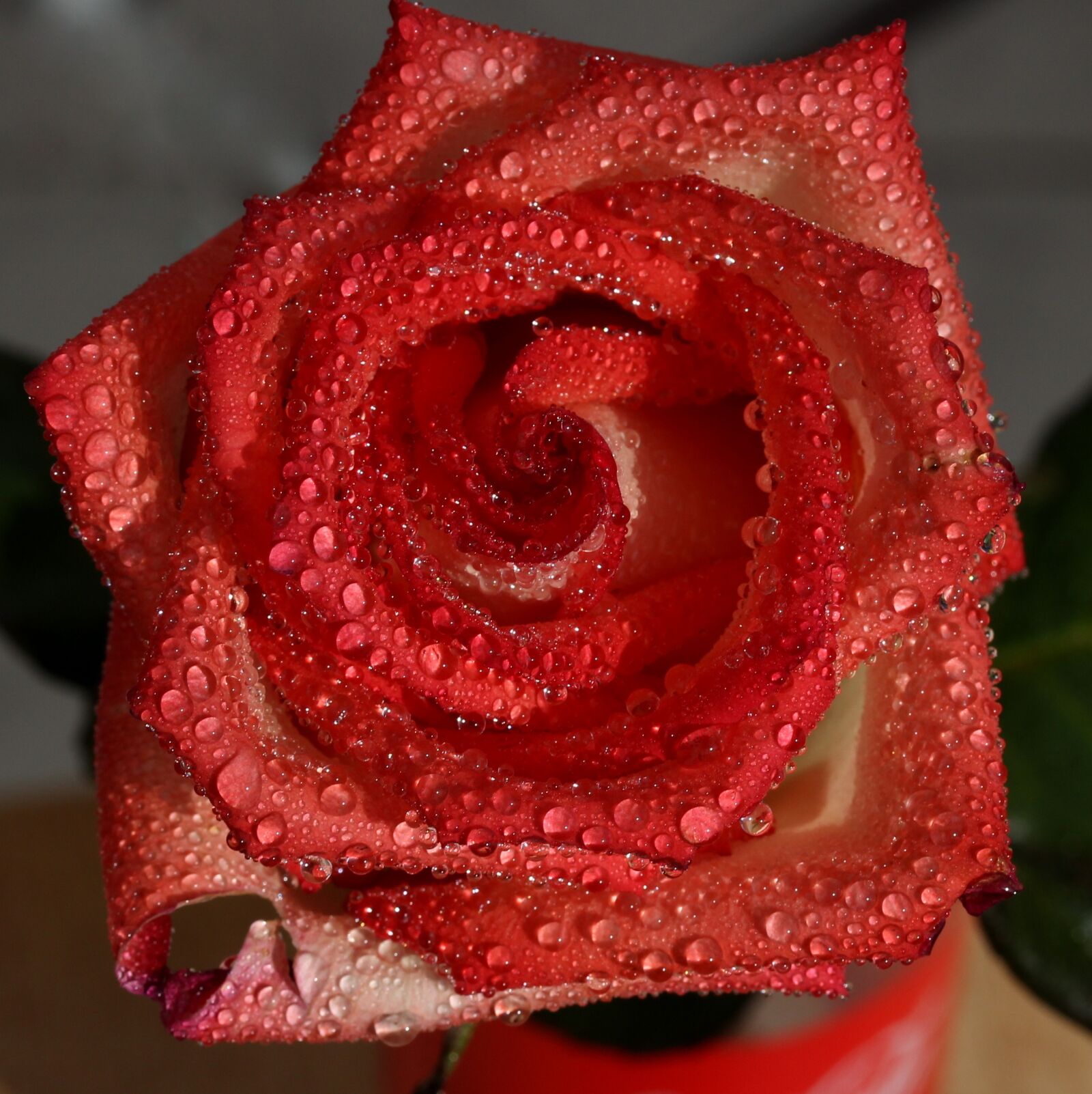 Canon EF-S 60mm F2.8 Macro USM sample photo. Rose, red, wet photography
