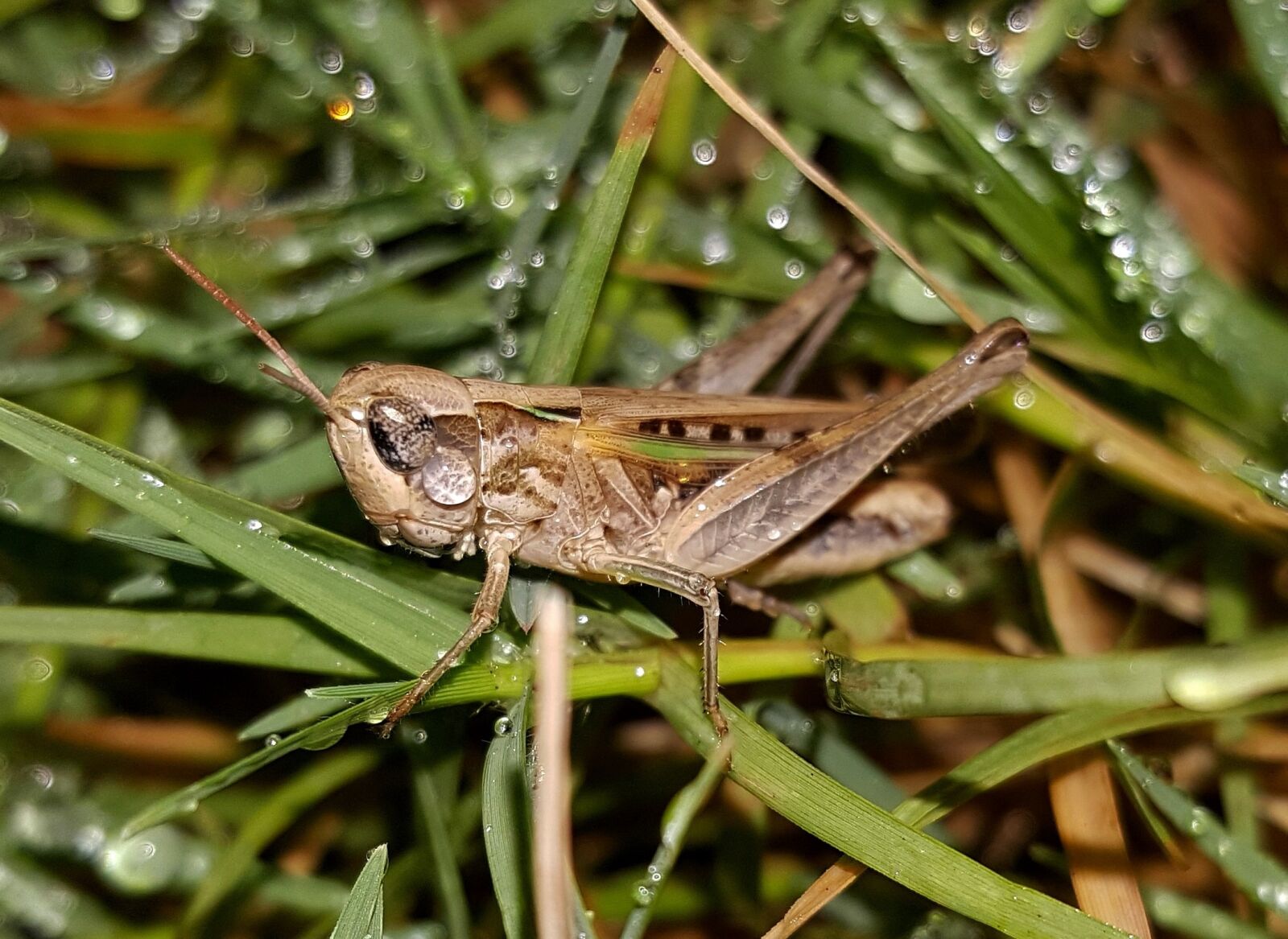 Samsung Galaxy Note5 sample photo. Grasshopper, slant faced grasshopper photography