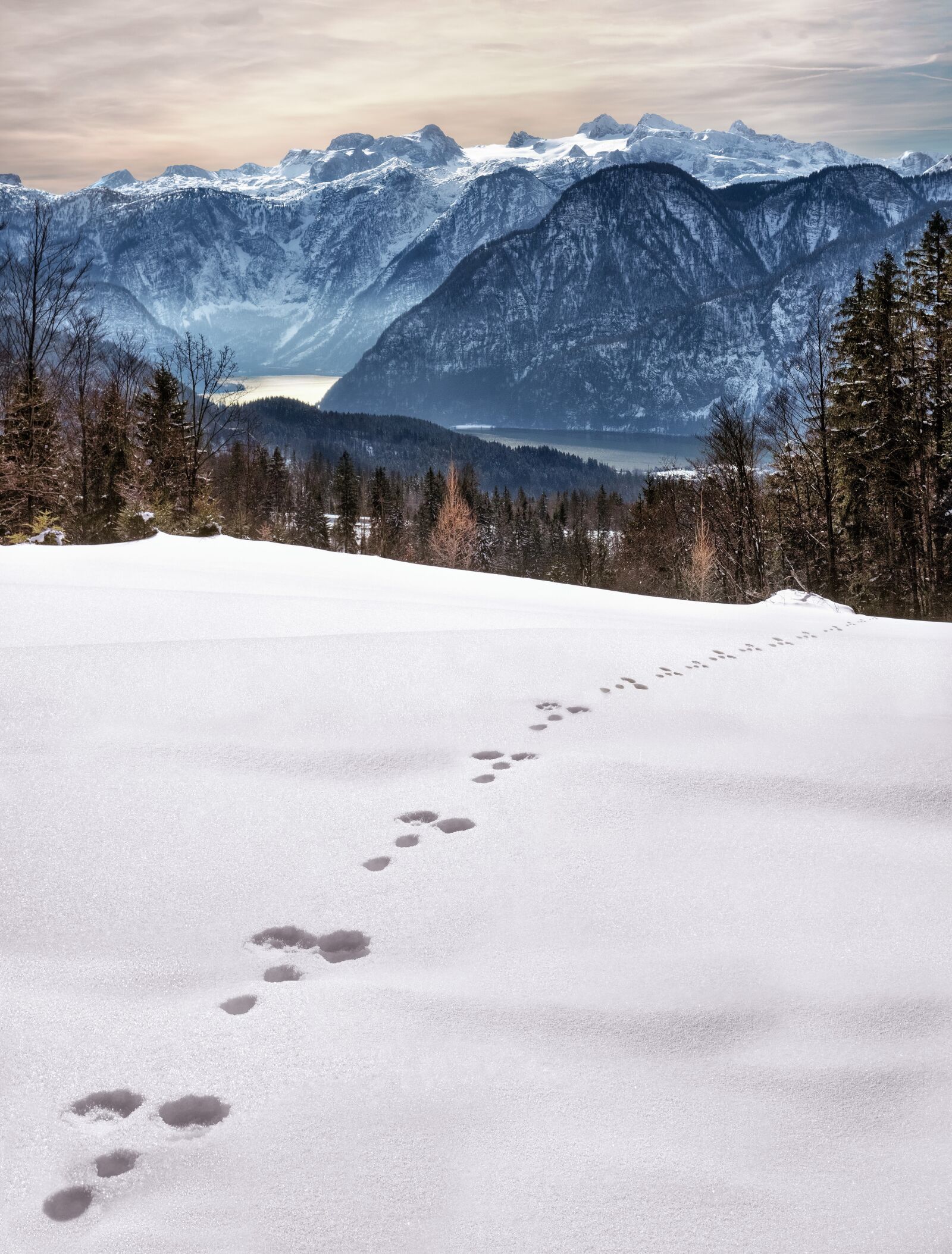 Olympus OM-D E-M1 + Olympus M.Zuiko Digital ED 12-40mm F2.8 Pro sample photo. Wintry, snow, traces photography