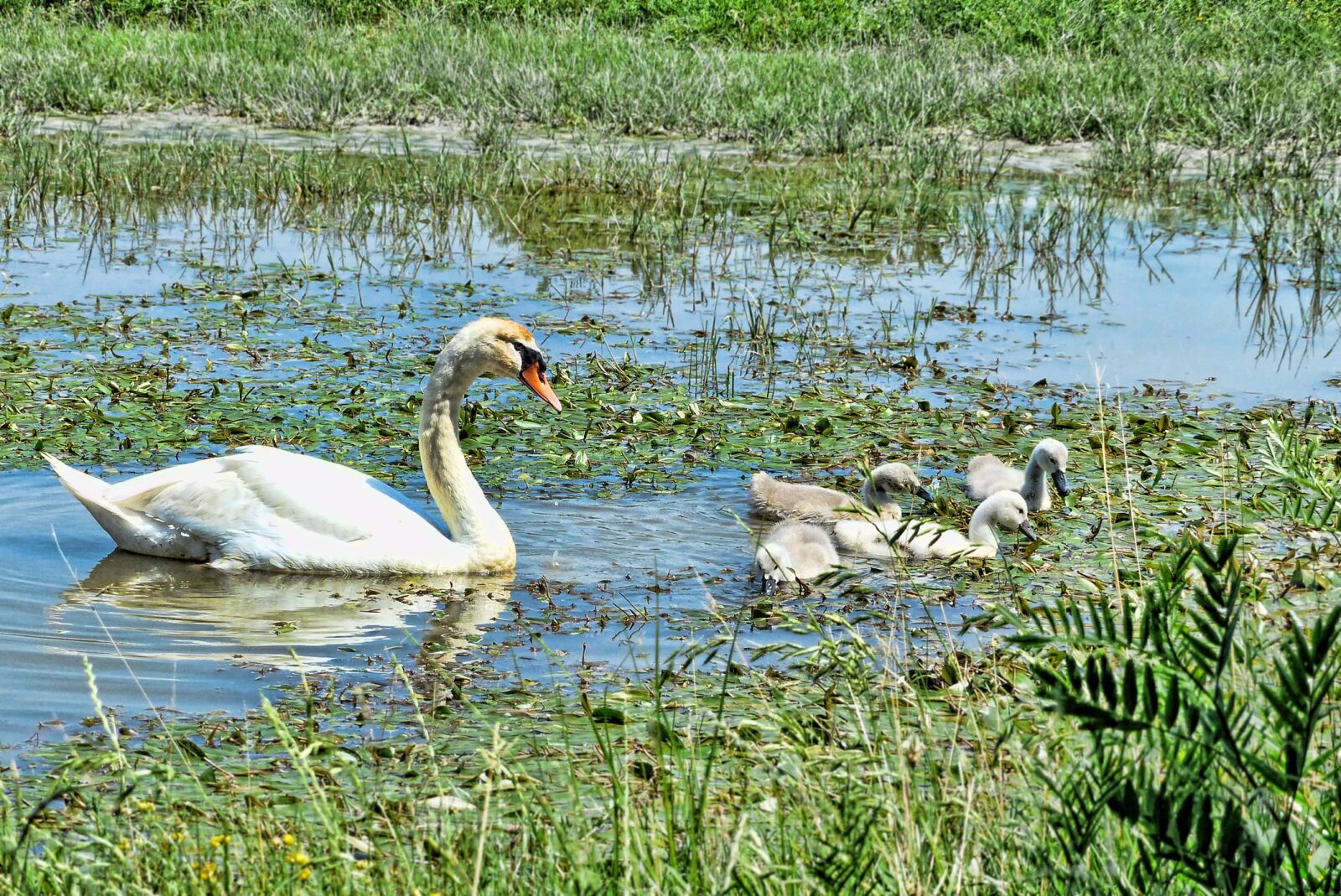 Panasonic Lumix DMC-FZ200 sample photo. Waters, lake, nature photography