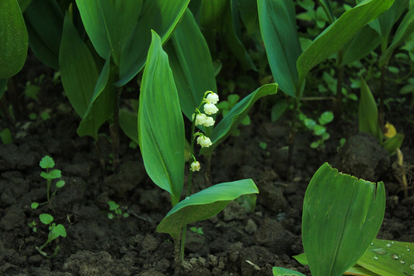 Canon EOS 550D (EOS Rebel T2i / EOS Kiss X4) sample photo. Lily of the valley photography